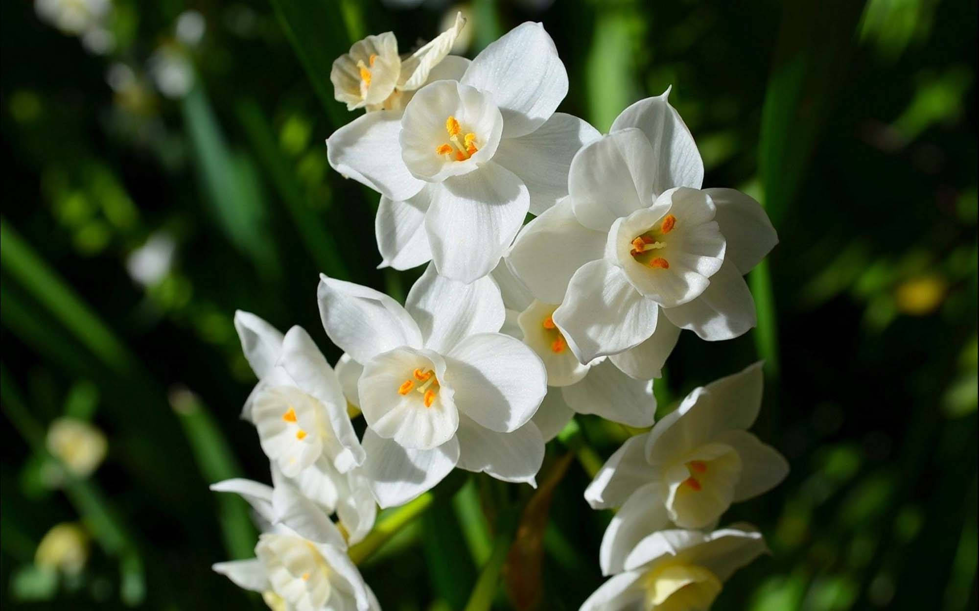 Paperwhite Narcissus Flowers, pristine white daffodils, bright yellow centers, Full HD Desktop Wallpaper
