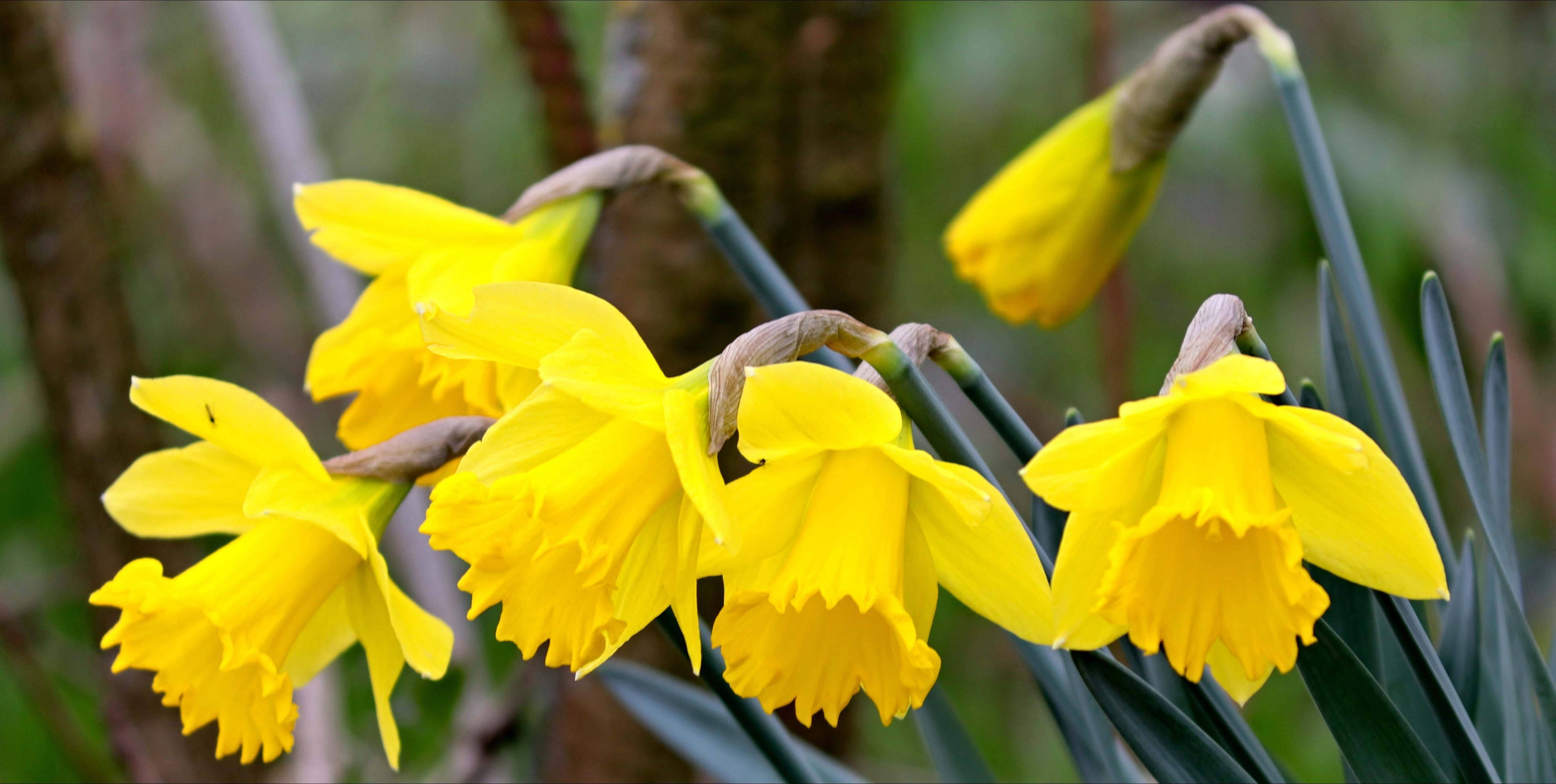 Perennial Narcissus Flowers, vibrant yellow, ruffled petals, 4K Desktop Wallpaper
