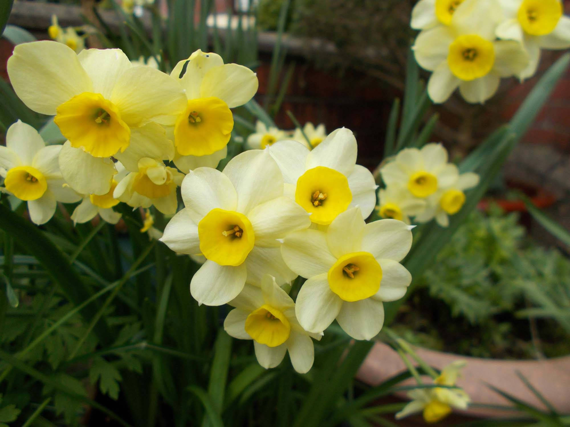 Blooming Minnow, Narcissus flowers, vibrant yellow, Full HD Desktop Wallpaper