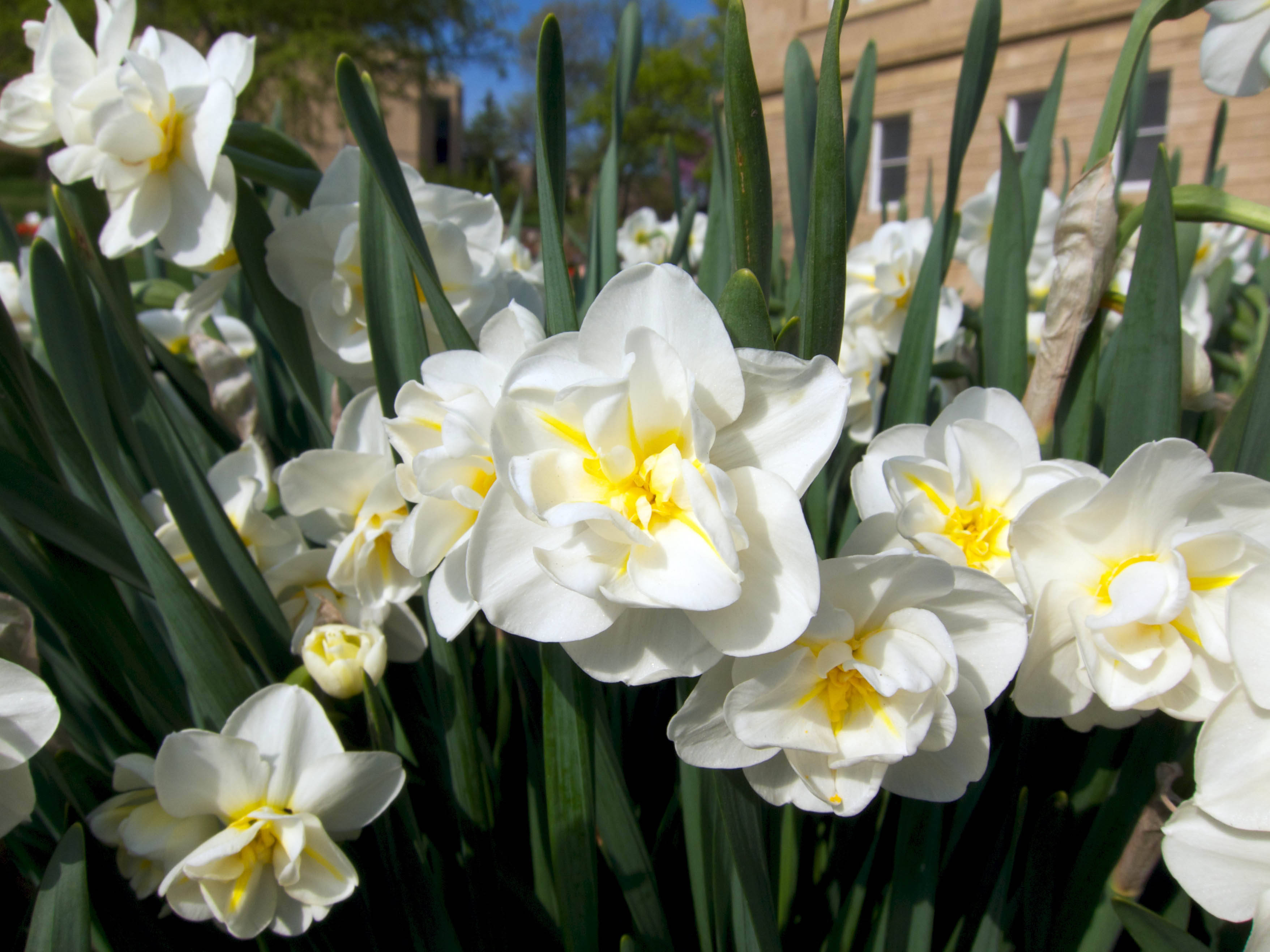 Cheerfulness Narcissus Flowers, white daffodils, bright yellow centers, 2K Desktop Wallpaper