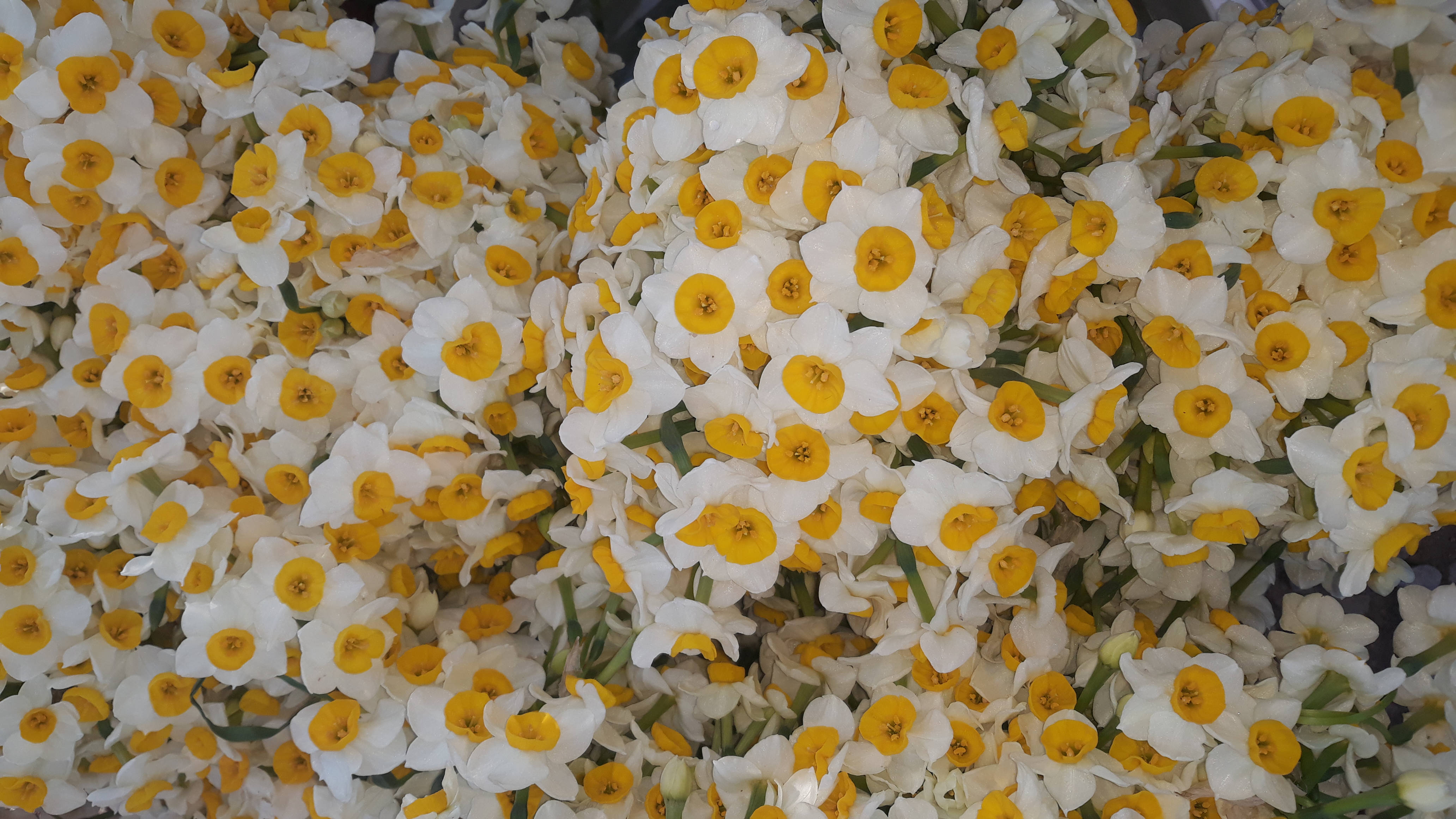 narcissus daffodils, white daffodils, bright yellow centers, 4K Desktop Wallpaper