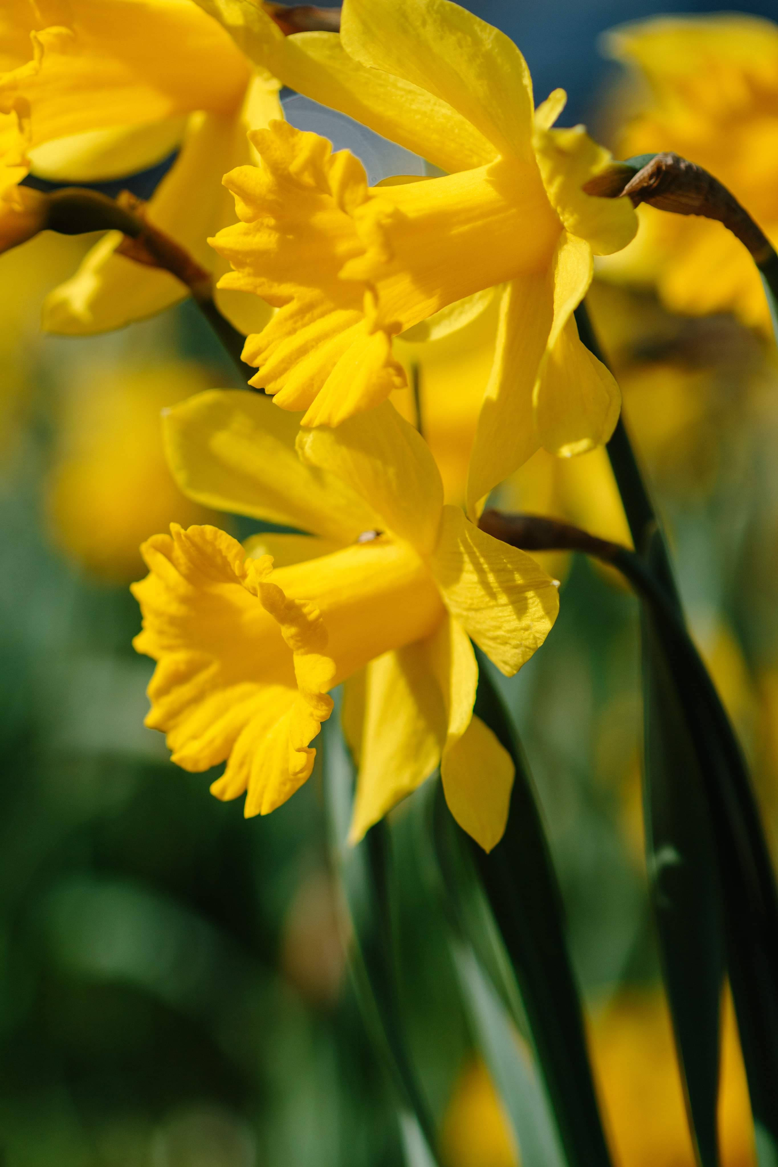 Narcissus, spring daffodil flowers, vibrant yellow, 4K Phone Wallpaper