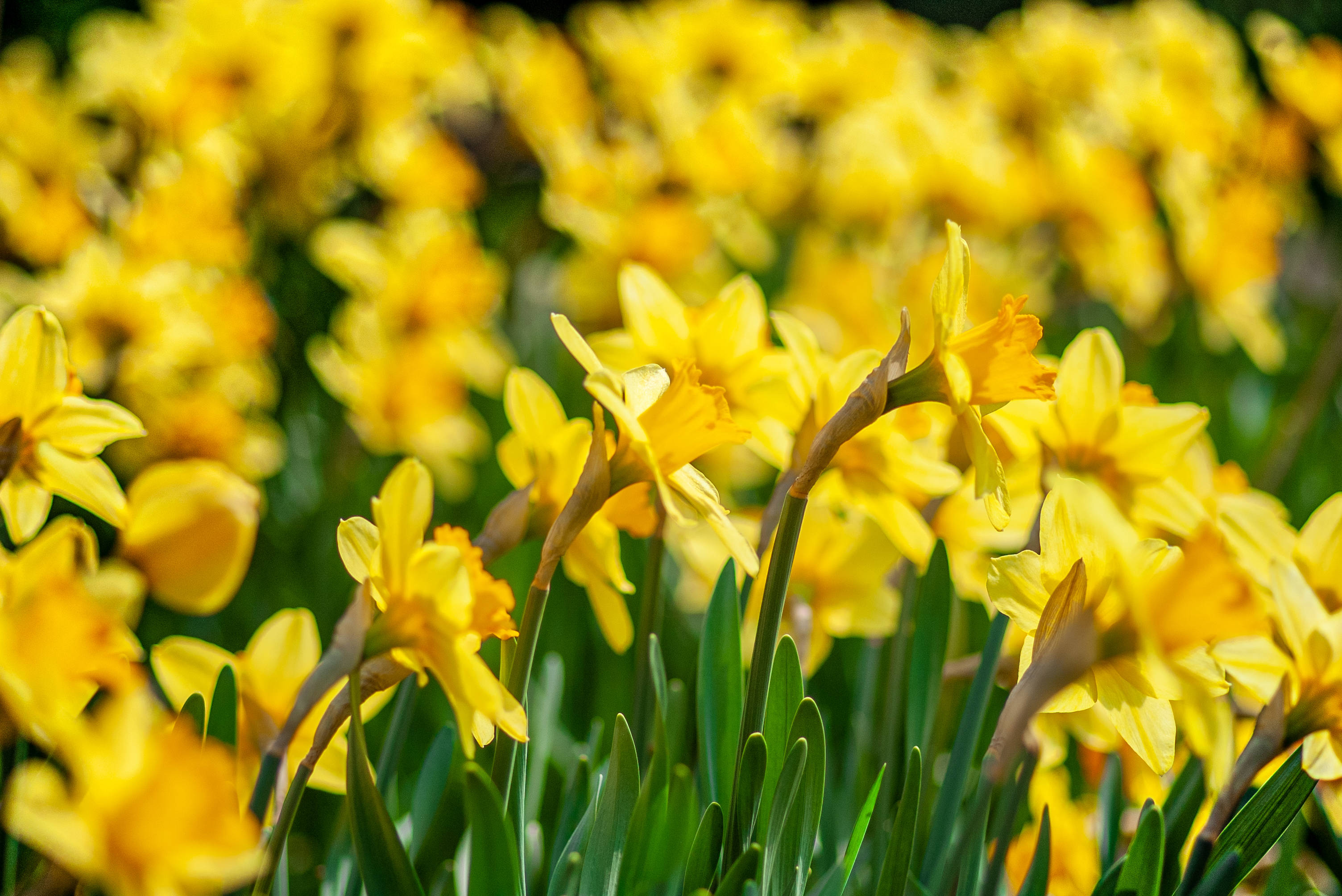 Narcissus daffodils, vibrant yellow, sunlit field, 2K Desktop Wallpaper