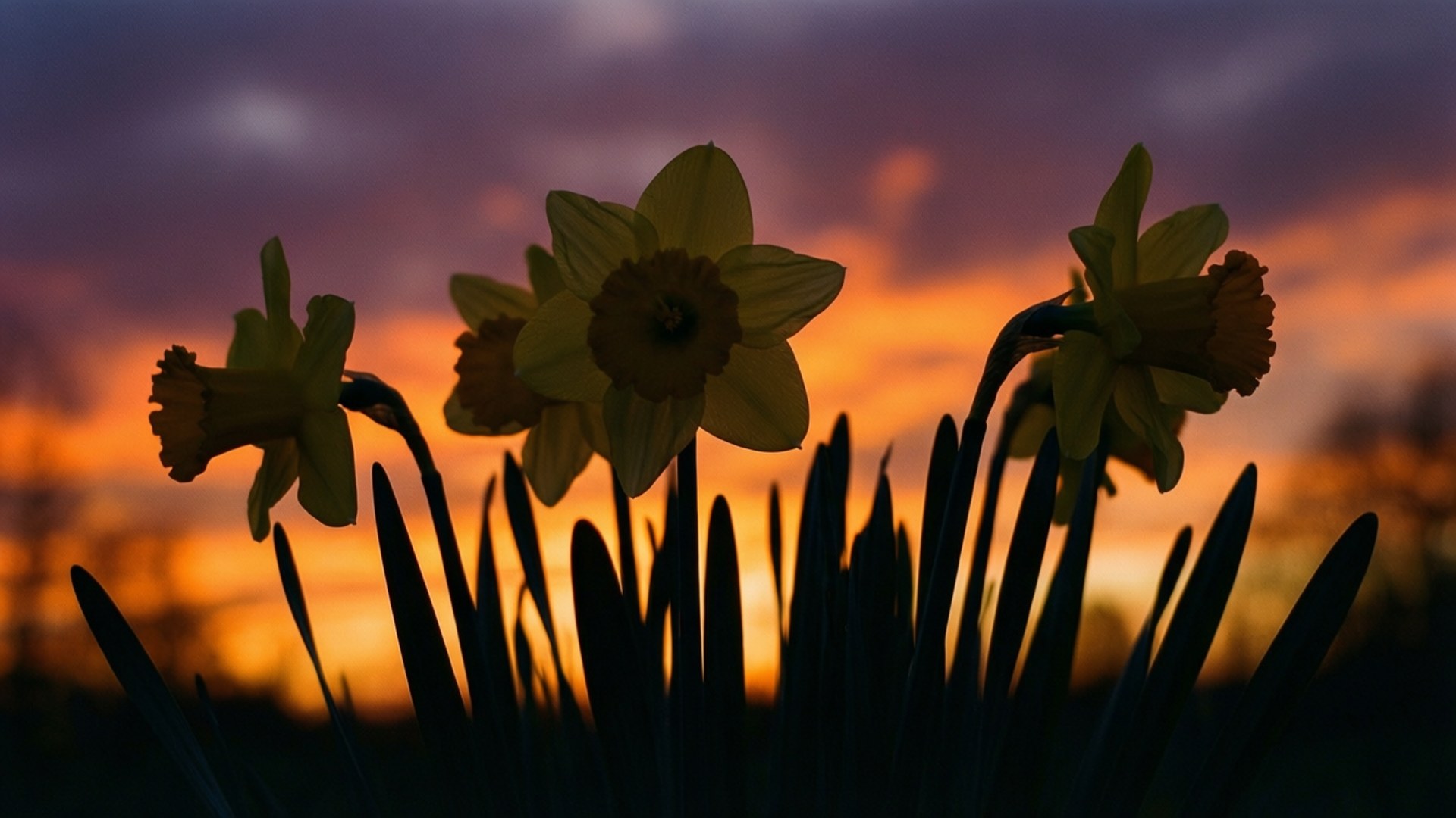 narcissus silhouette, sunset, fiery orange, Full HD Desktop Wallpaper