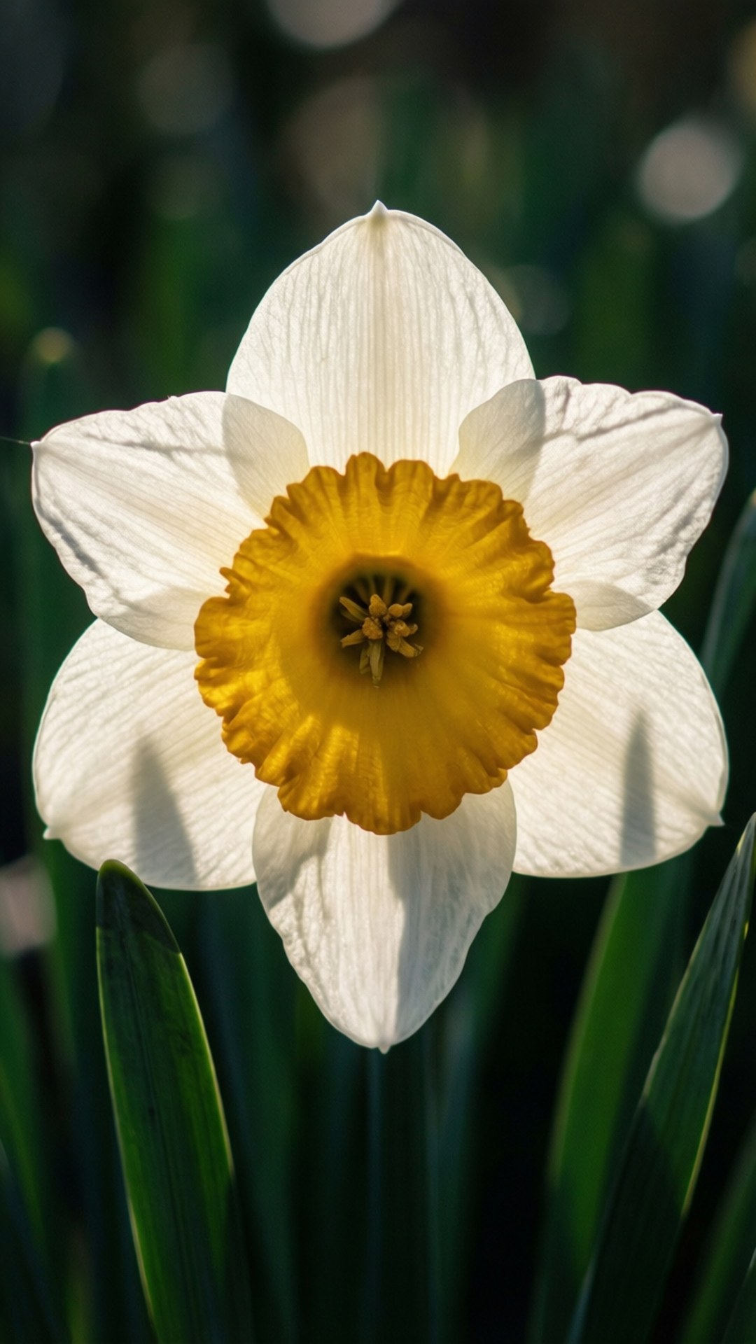 white narcissus, white daffodil, bright yellow trumpet center, Full HD Phone Wallpaper