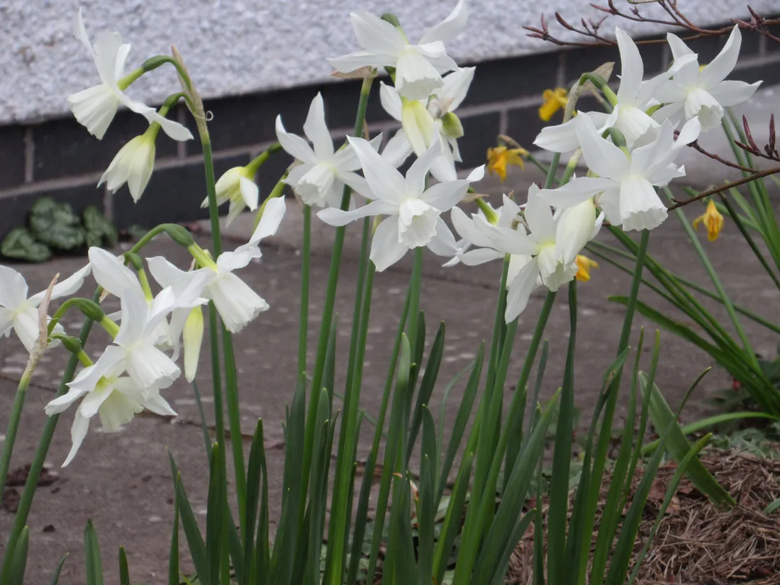 Narcissus