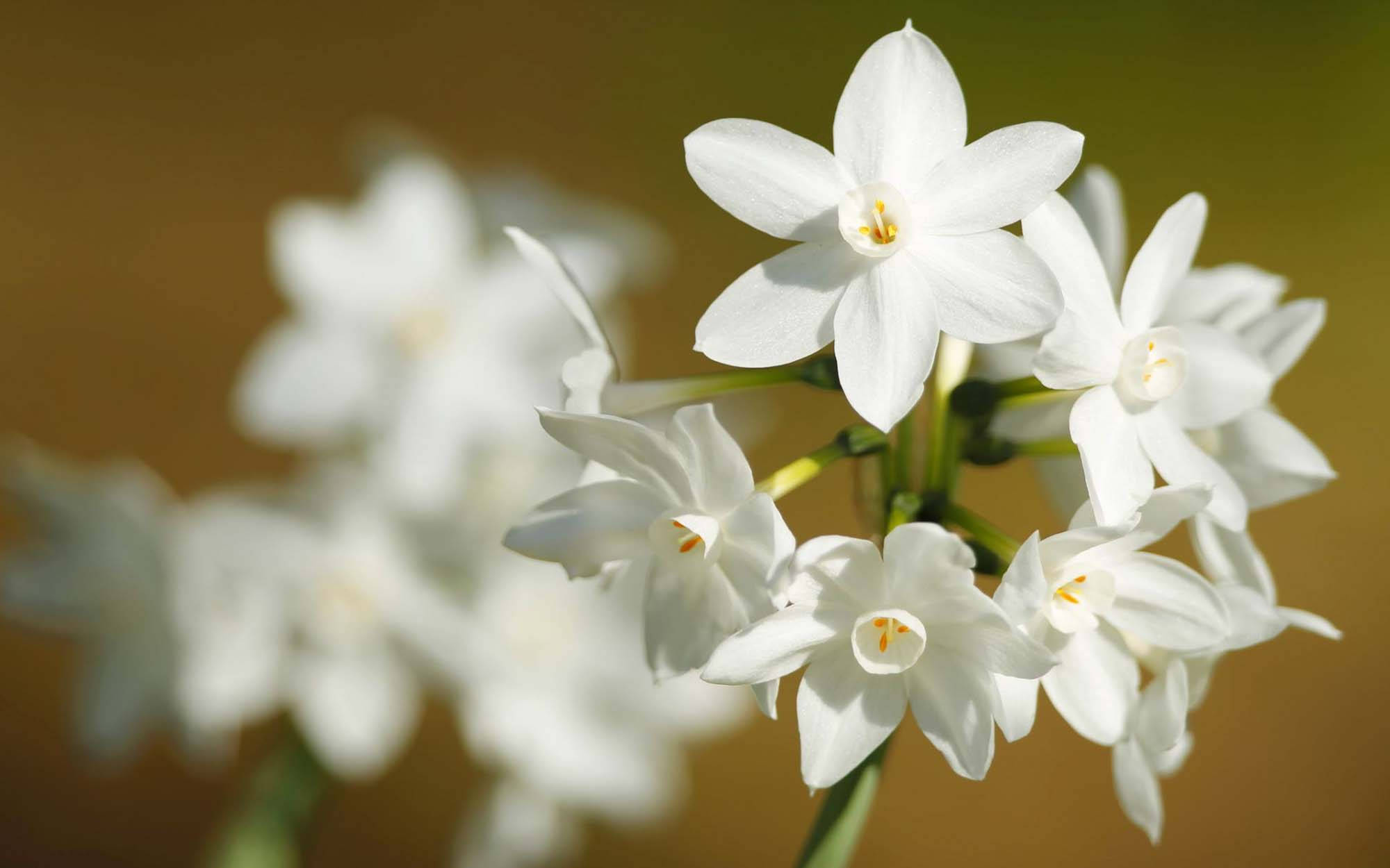 white narcissus flowers, soft focus, warm golden background, Full HD Desktop Wallpaper
