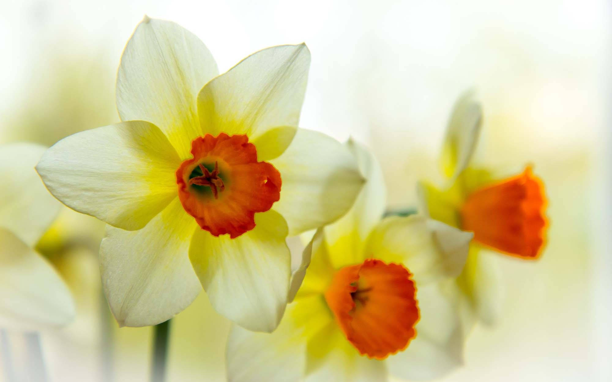 Narcissus, white daffodils, vibrant orange centers, Full HD Desktop Wallpaper