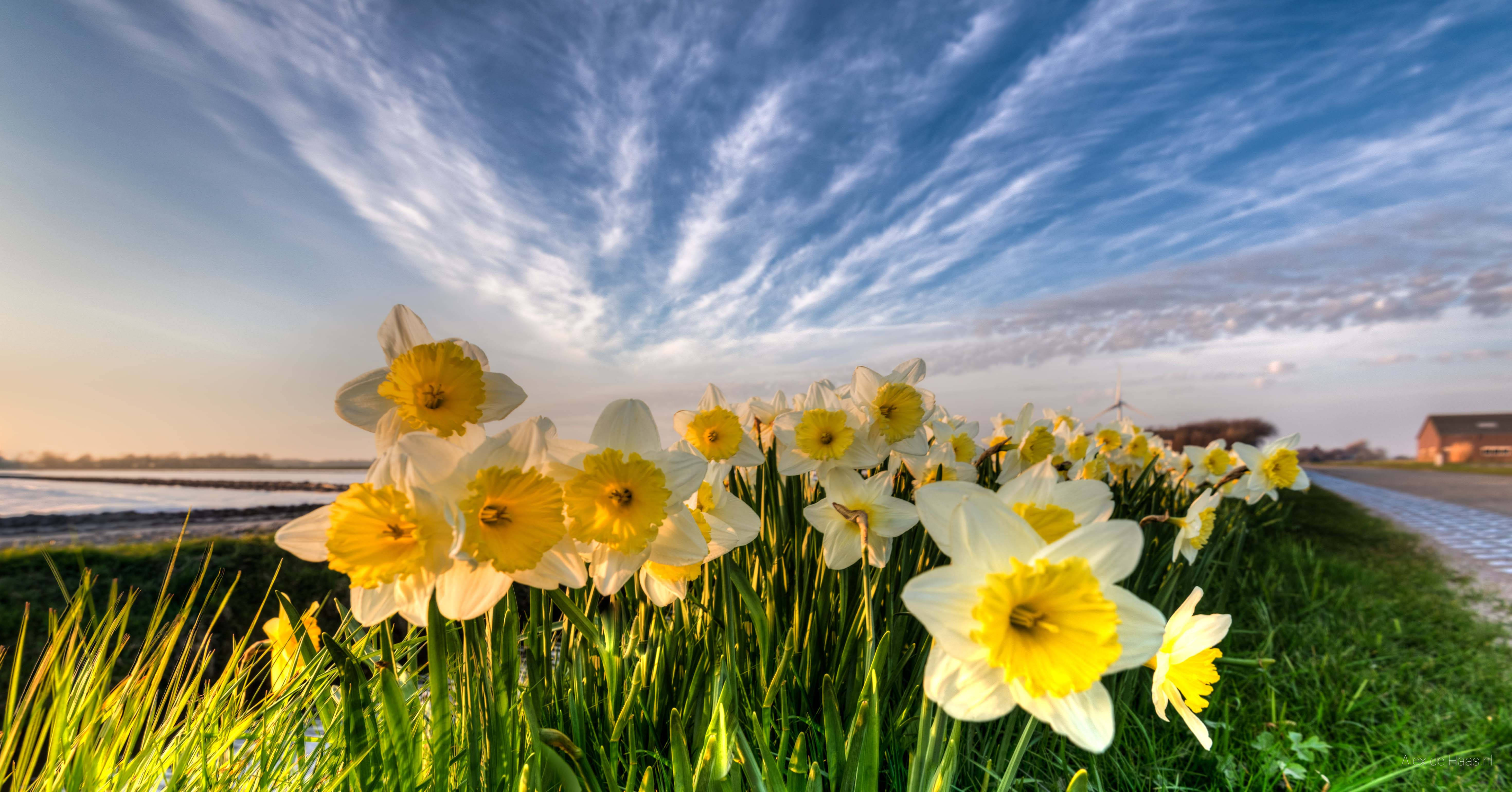 Narcissus, river, sunrise, 5K Desktop Wallpaper