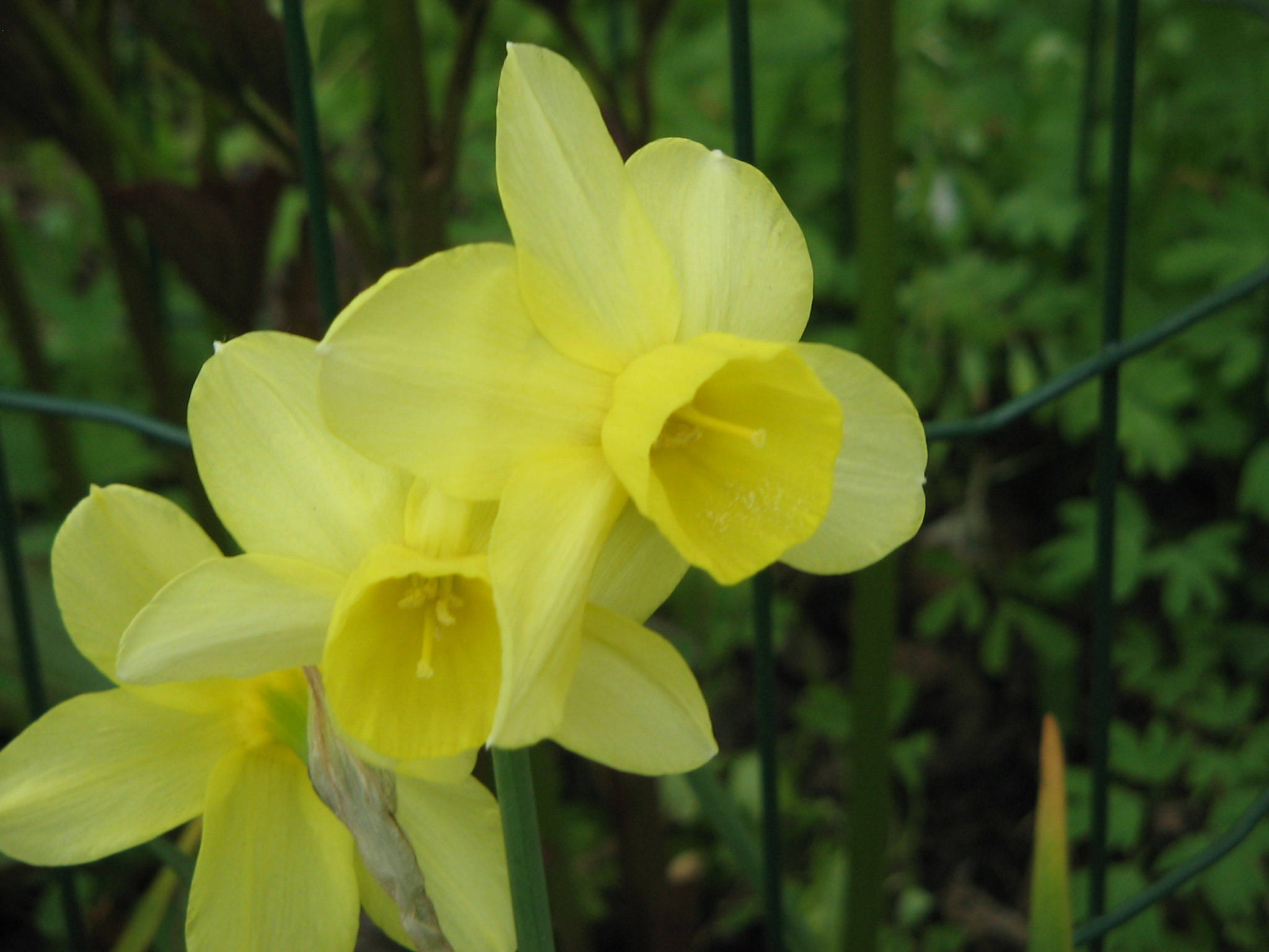 Wild Narcissus Flowers, vibrant yellow daffodils, green wire fence, Full HD Desktop Wallpaper