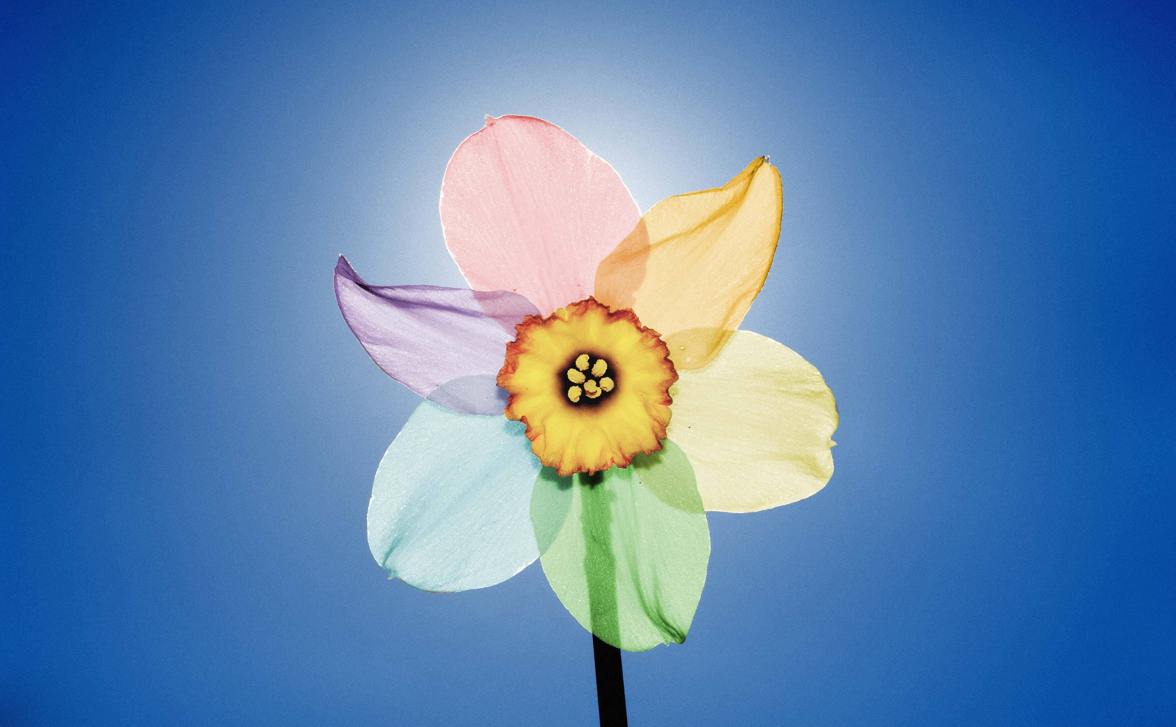 rainbow narcissus flower, translucent daffodil, pastel petals, 4K Desktop Wallpaper