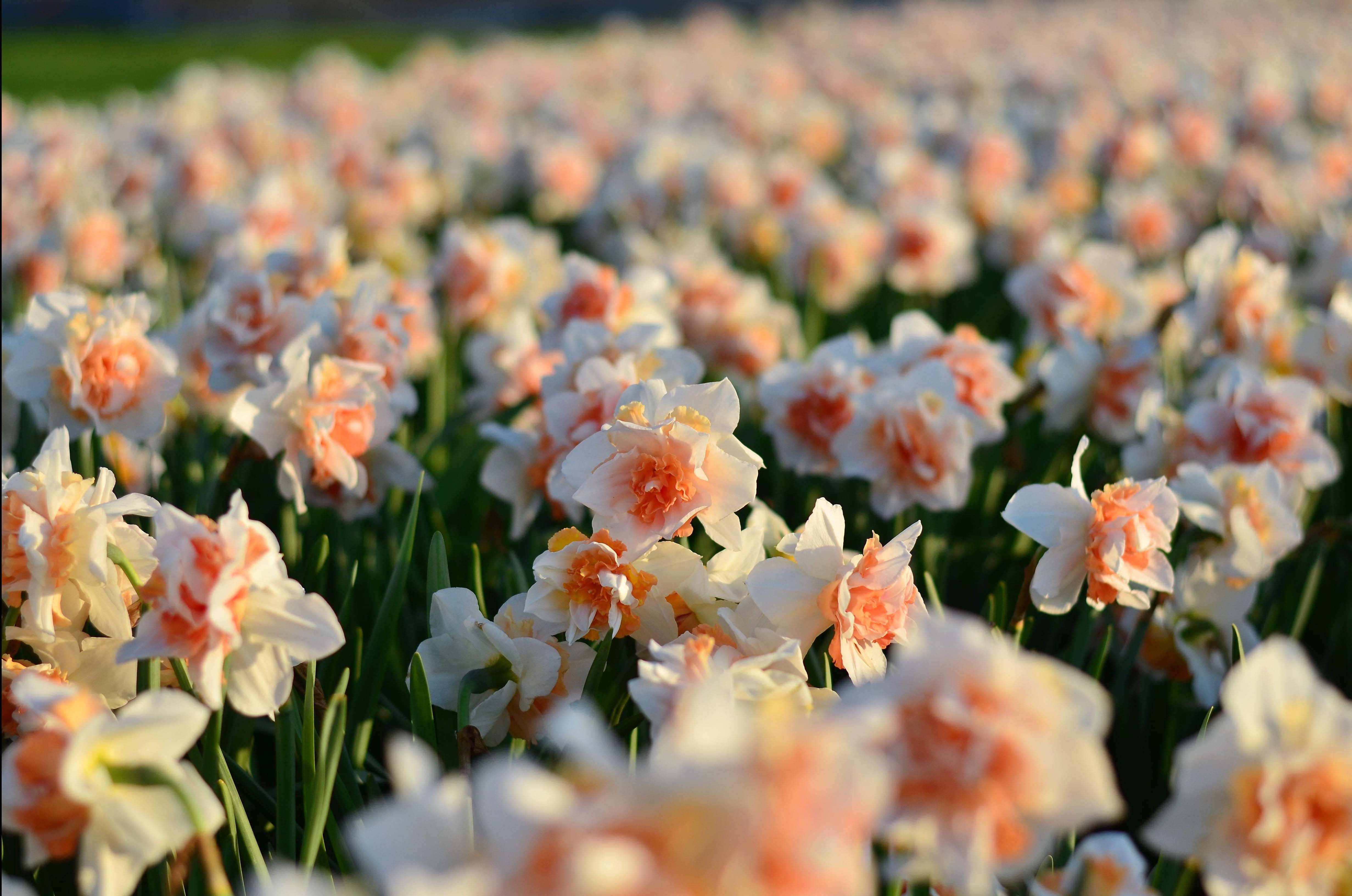 Narcissus, white, peach, 4K Desktop Wallpaper