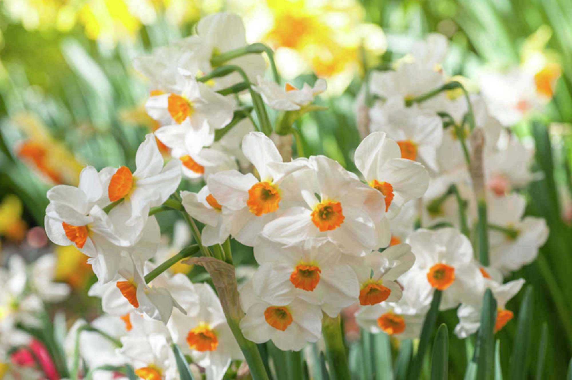 Narcissus Flowers, white daffodils, bright orange centers, Full HD Desktop Wallpaper