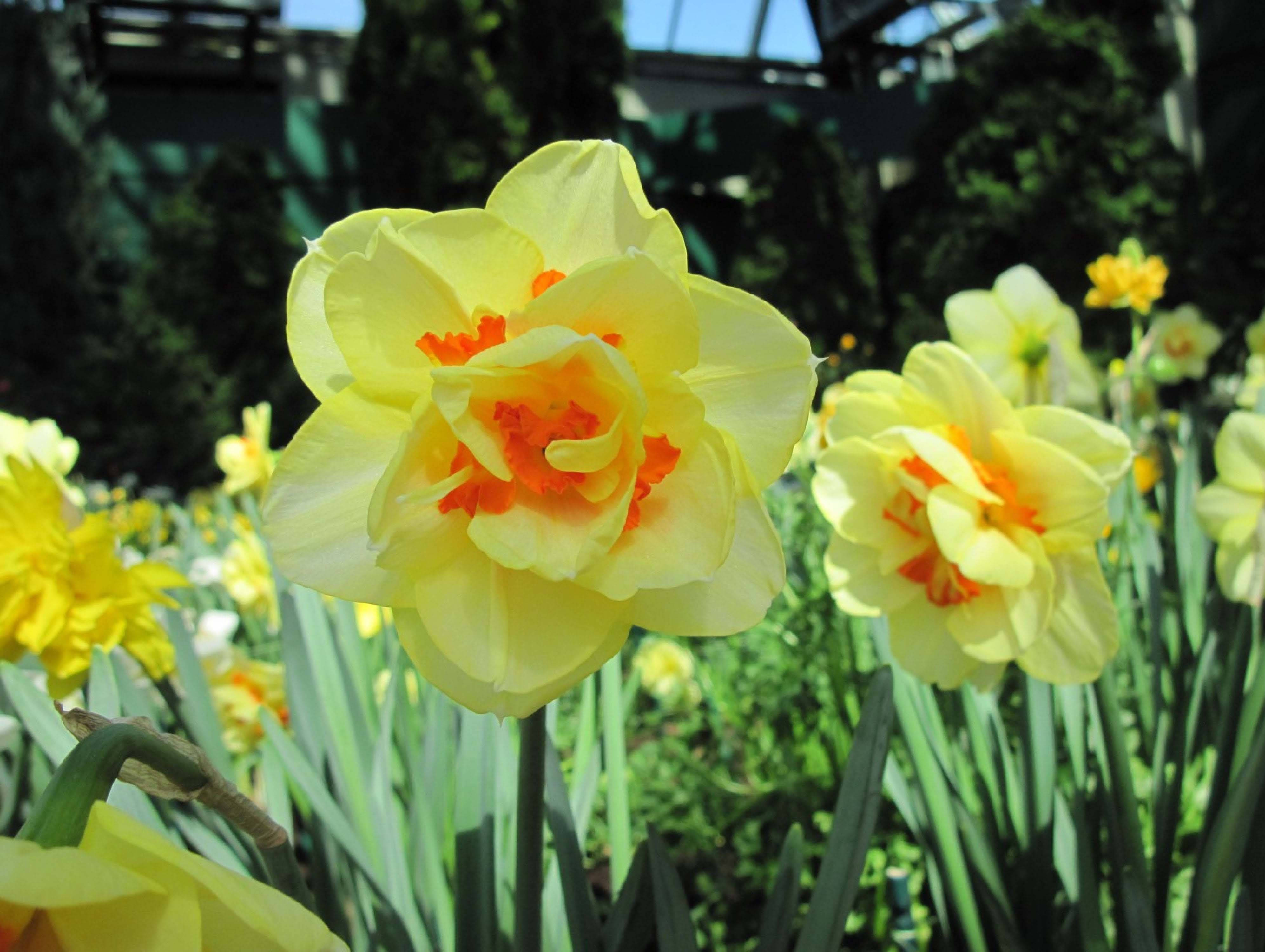 Narcissus flowers, vibrant yellow daffodils, orange centers, 4K Desktop Wallpaper