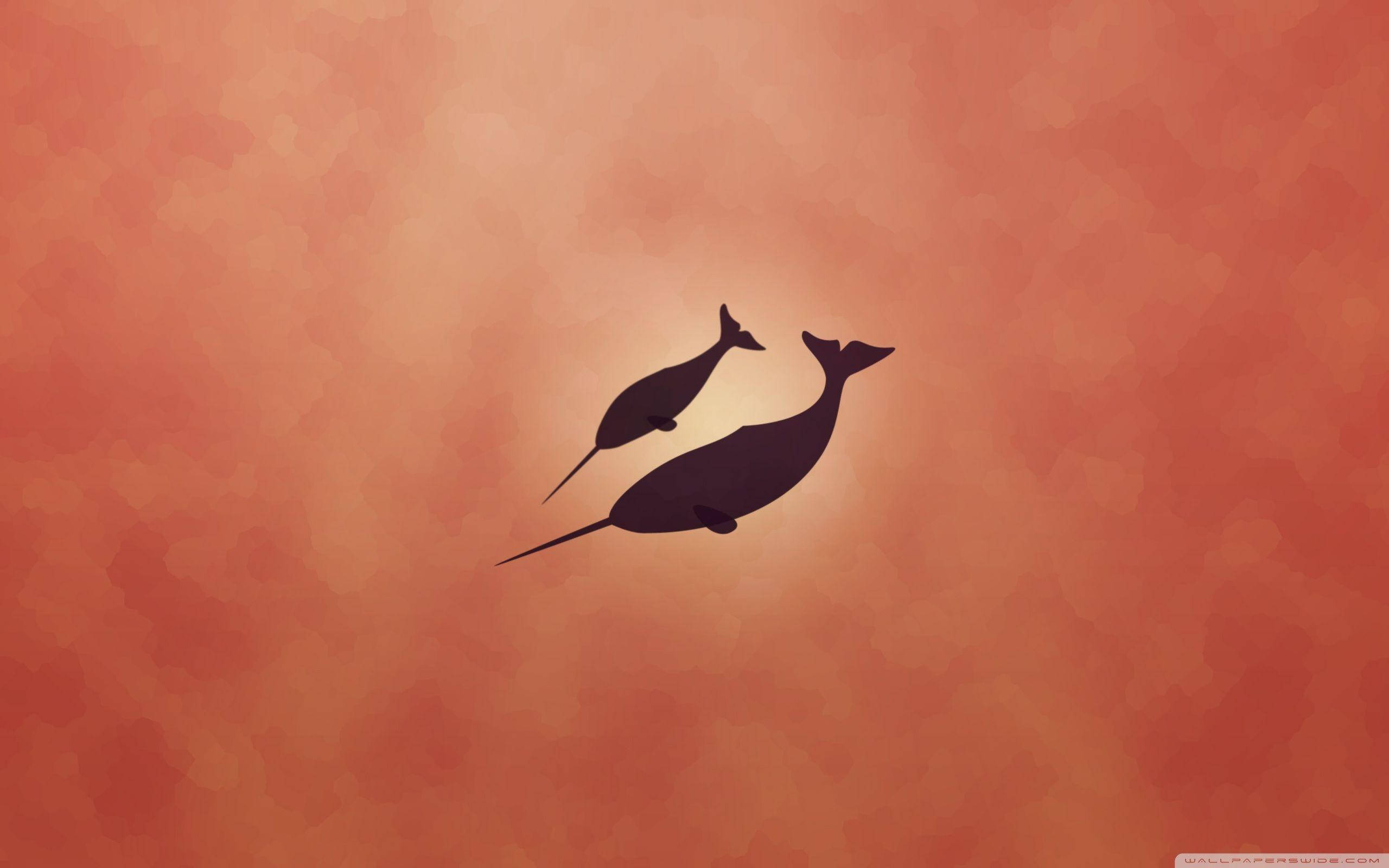 Narwhal, orange, monochrome, 2K Desktop Wallpaper
