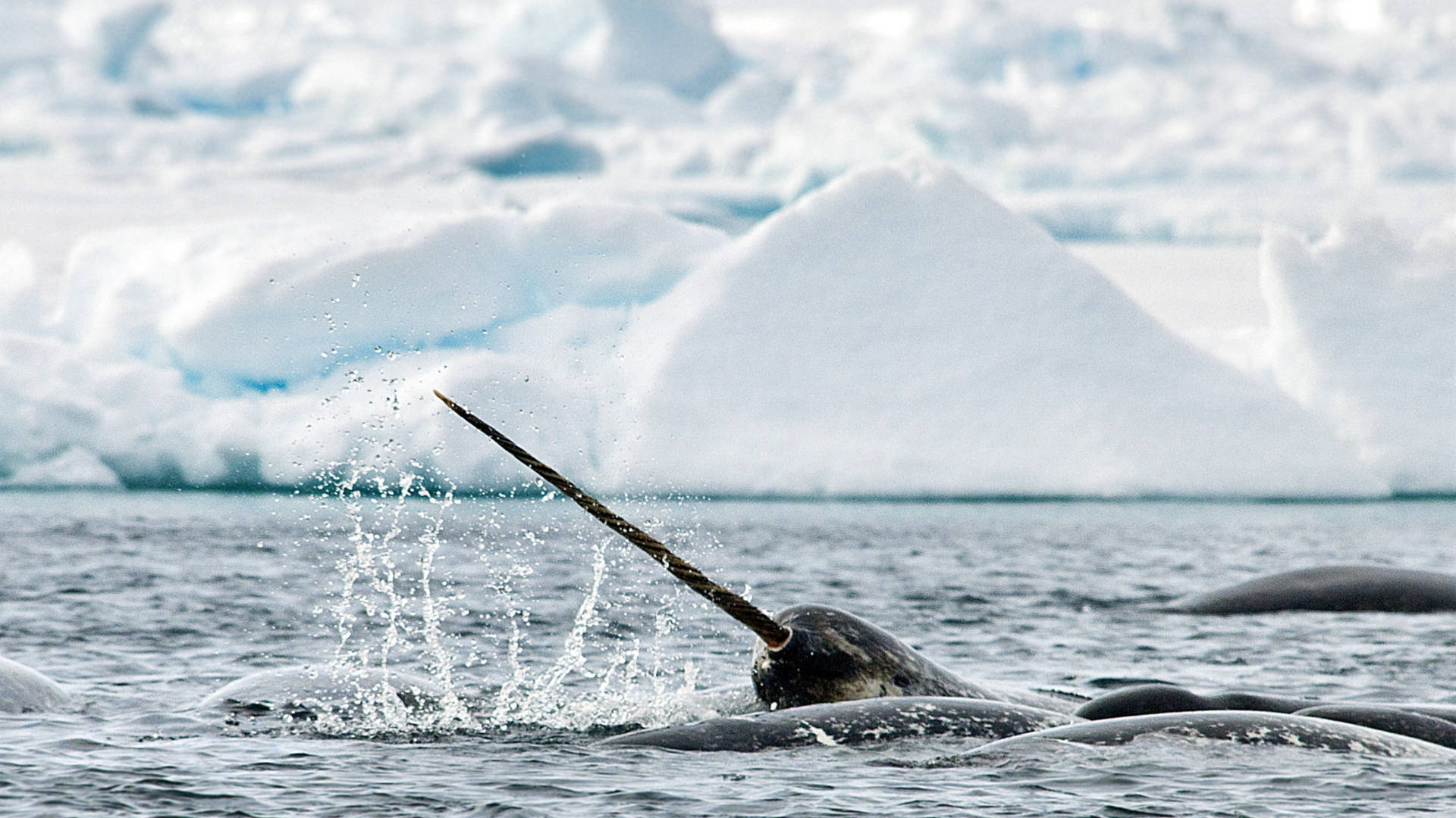 narwhal, emerging tusk, icy Arctic waters, Full HD Desktop Wallpaper