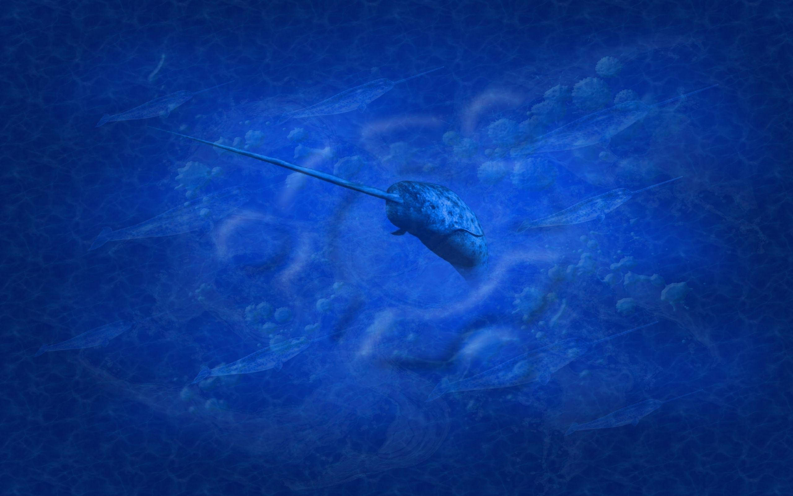 Narwhal, blue, Arctic waters, 2K Desktop Wallpaper