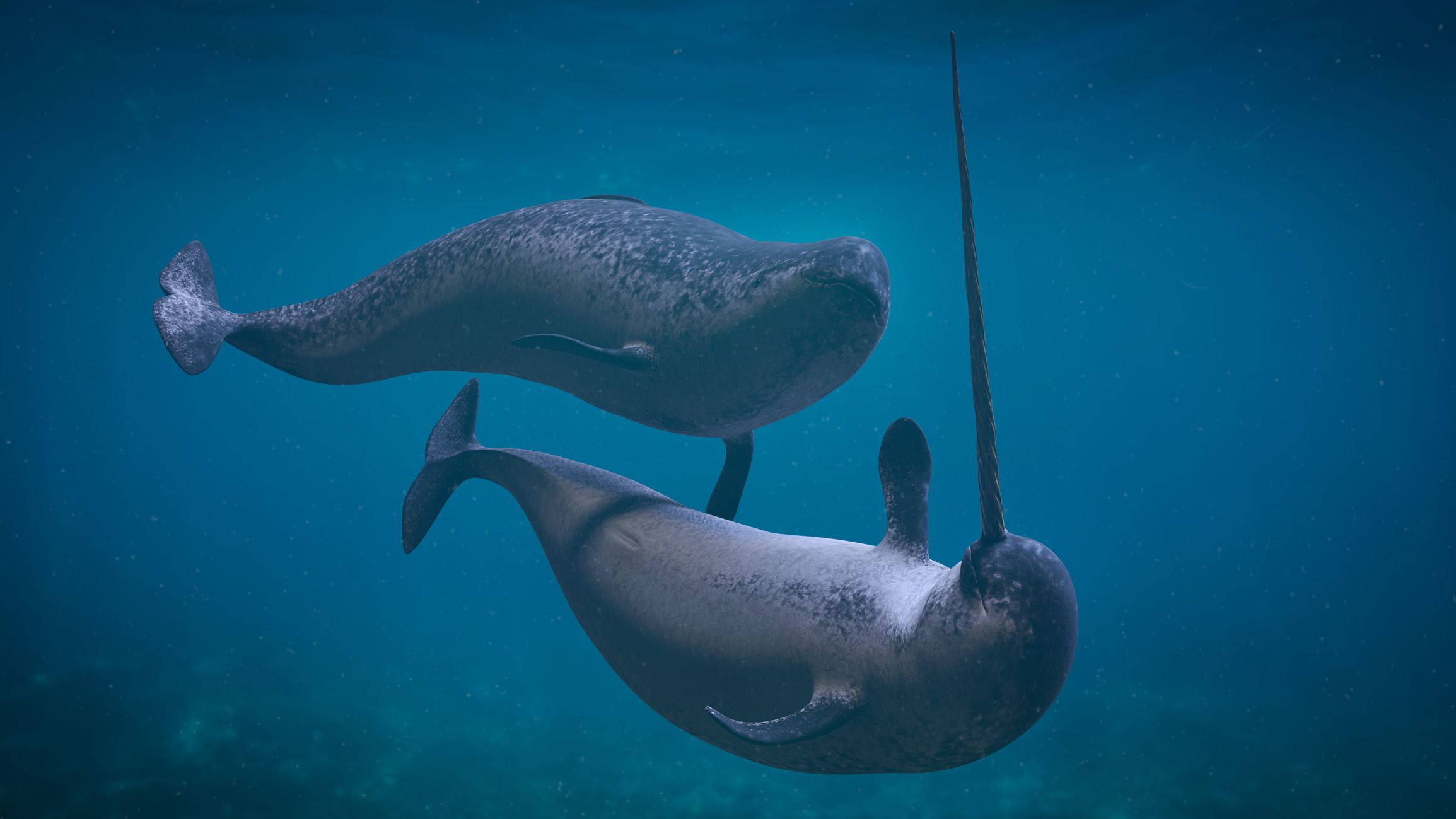 Narwhal, deep blue ocean waters, spiraled tusks, Full HD Desktop Wallpaper