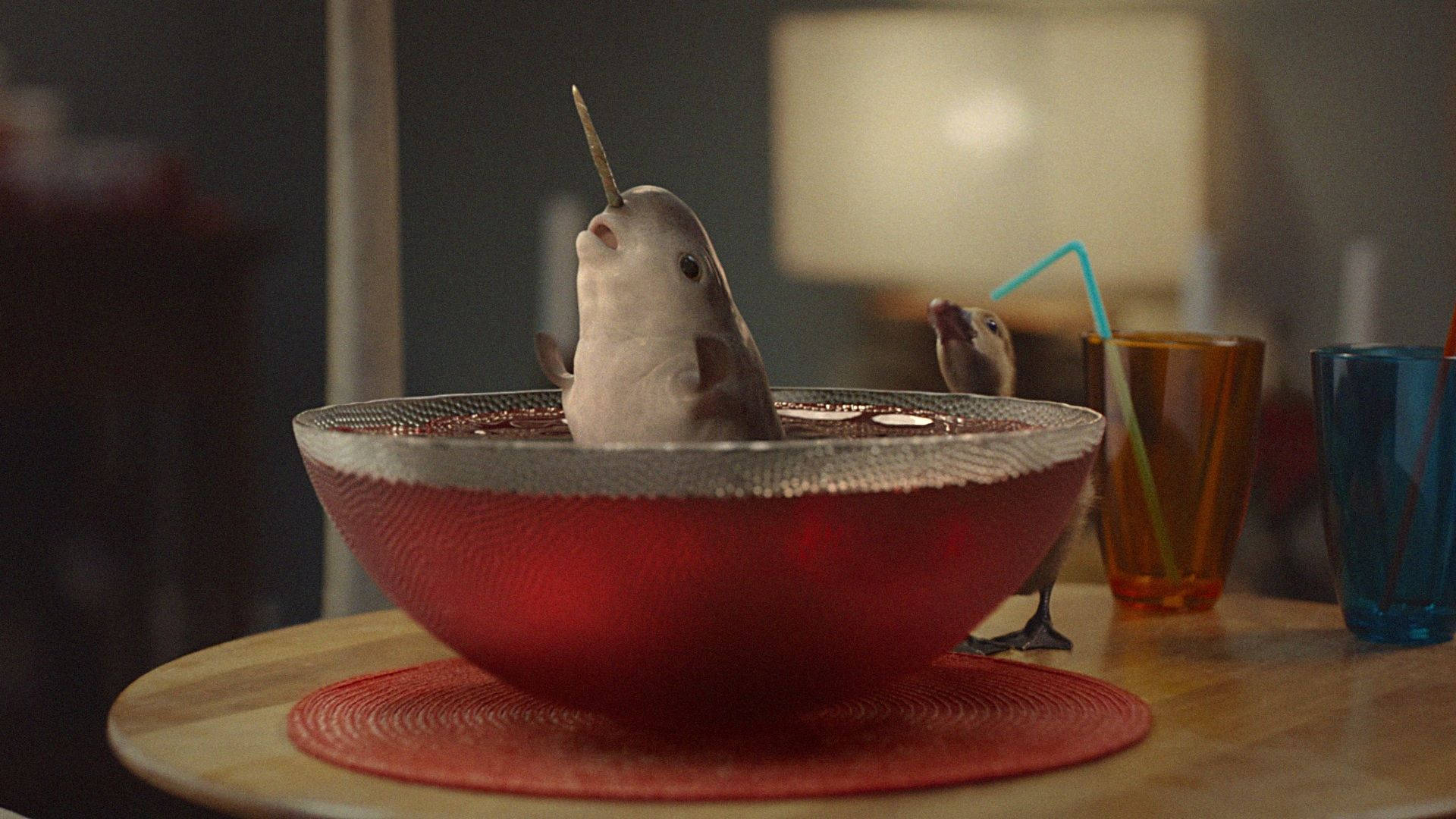 Narwhal, small bird, red bowl, Full HD Desktop Wallpaper