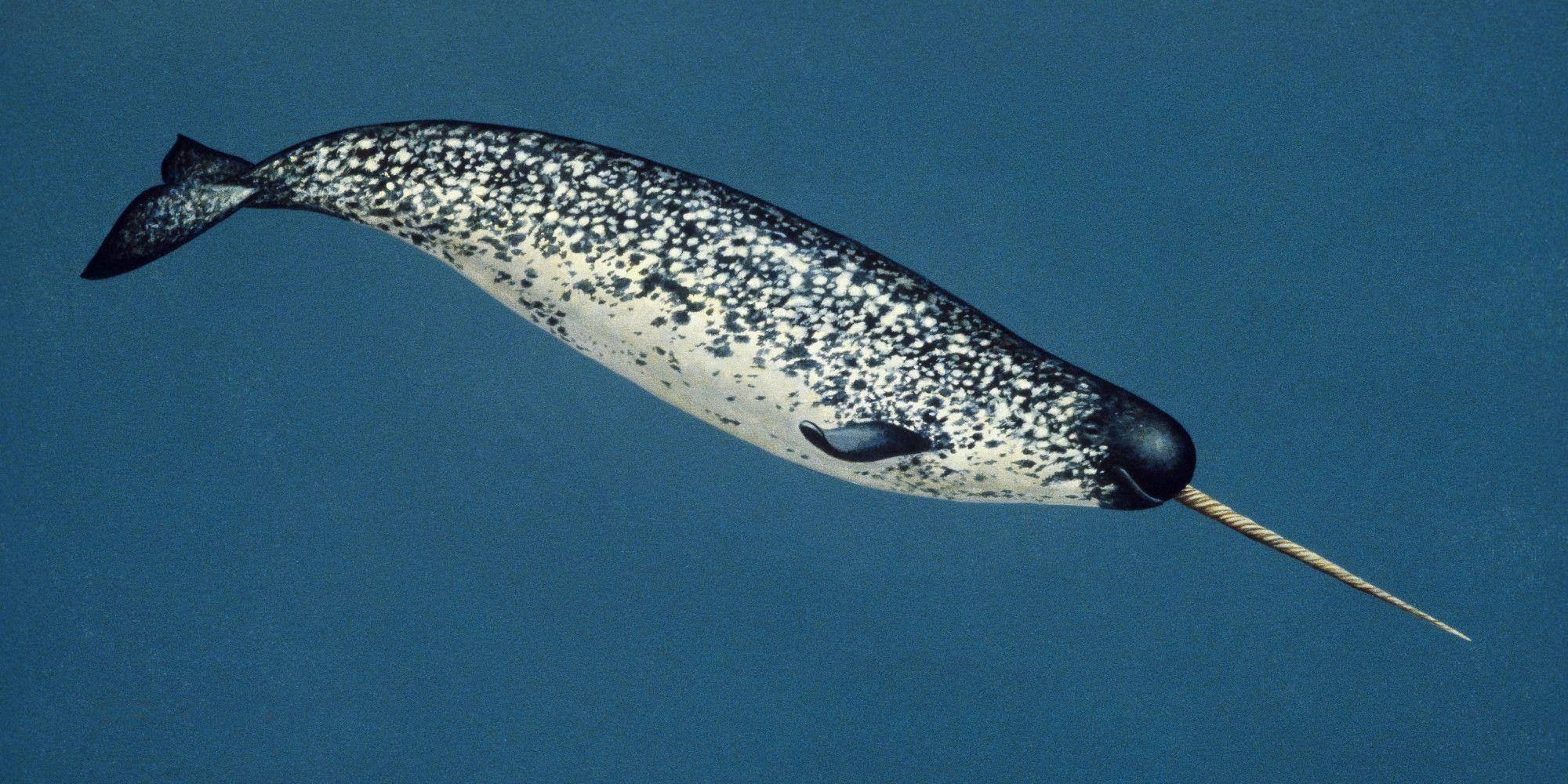 narwhal, tusk, deep blue ocean water, Full HD Desktop Wallpaper