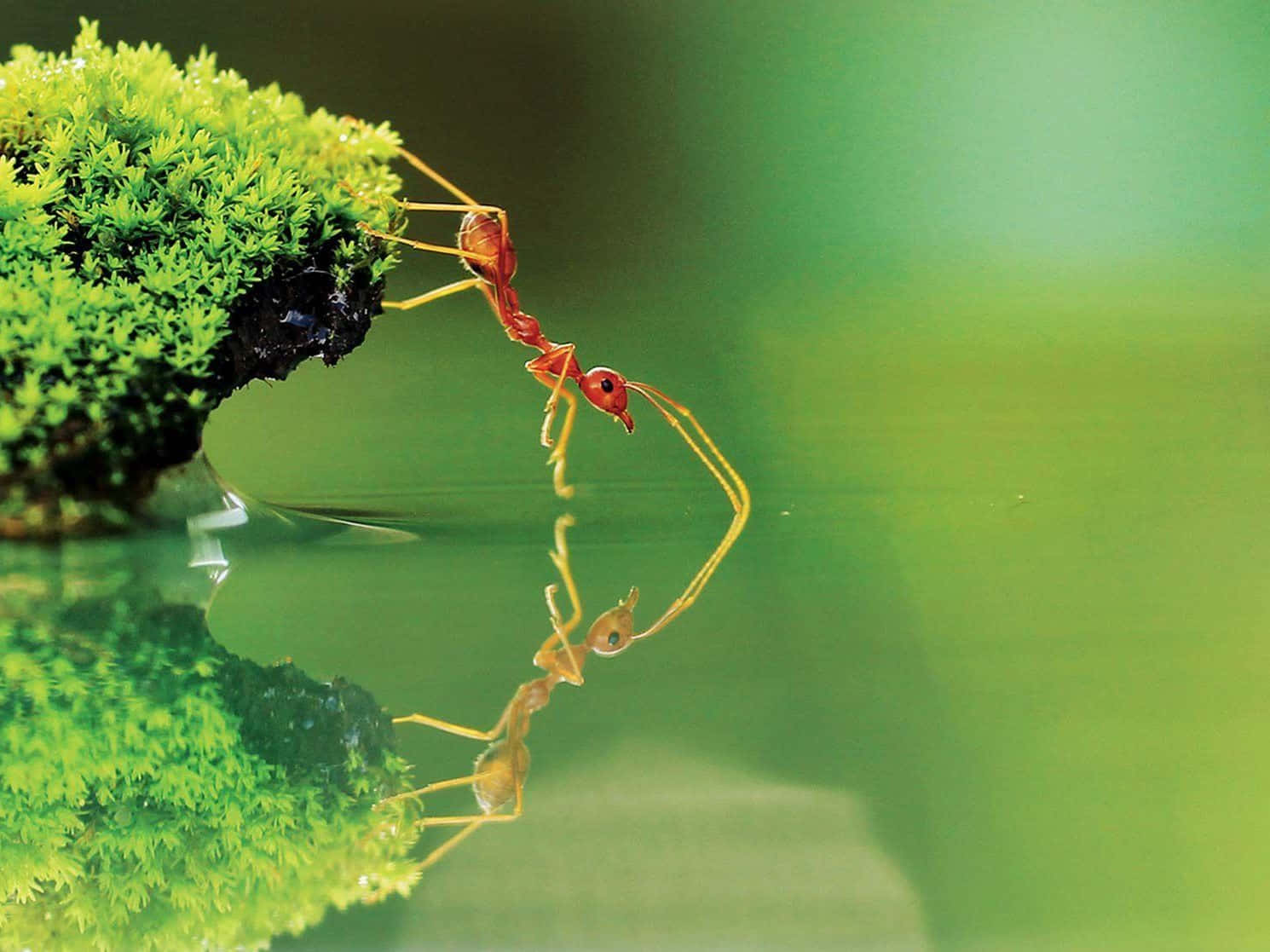 National Geographic Desktop, vivid red ant, mossy rock edge, HD Desktop Wallpaper
