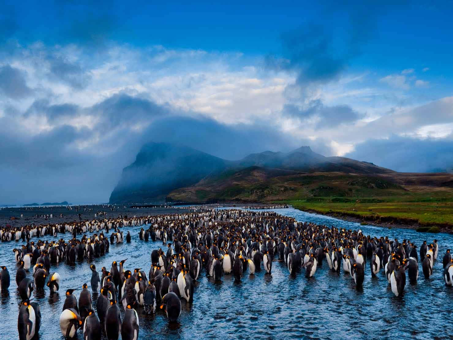 National Geographic Desktop, king penguins, cloudy sky, HD Desktop Wallpaper