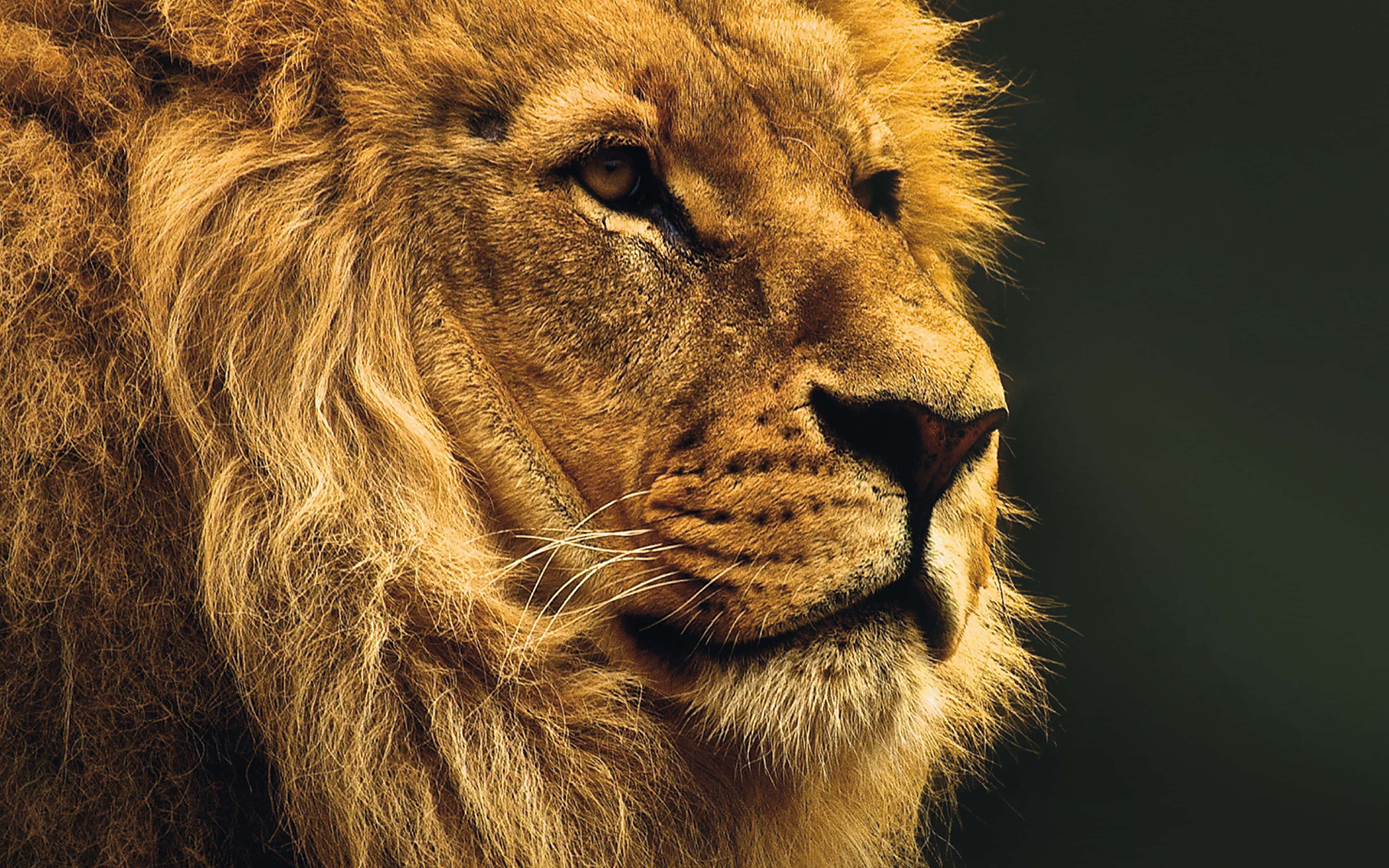 National Geographic Desktop, lion, golden mane, 4K Desktop Wallpaper