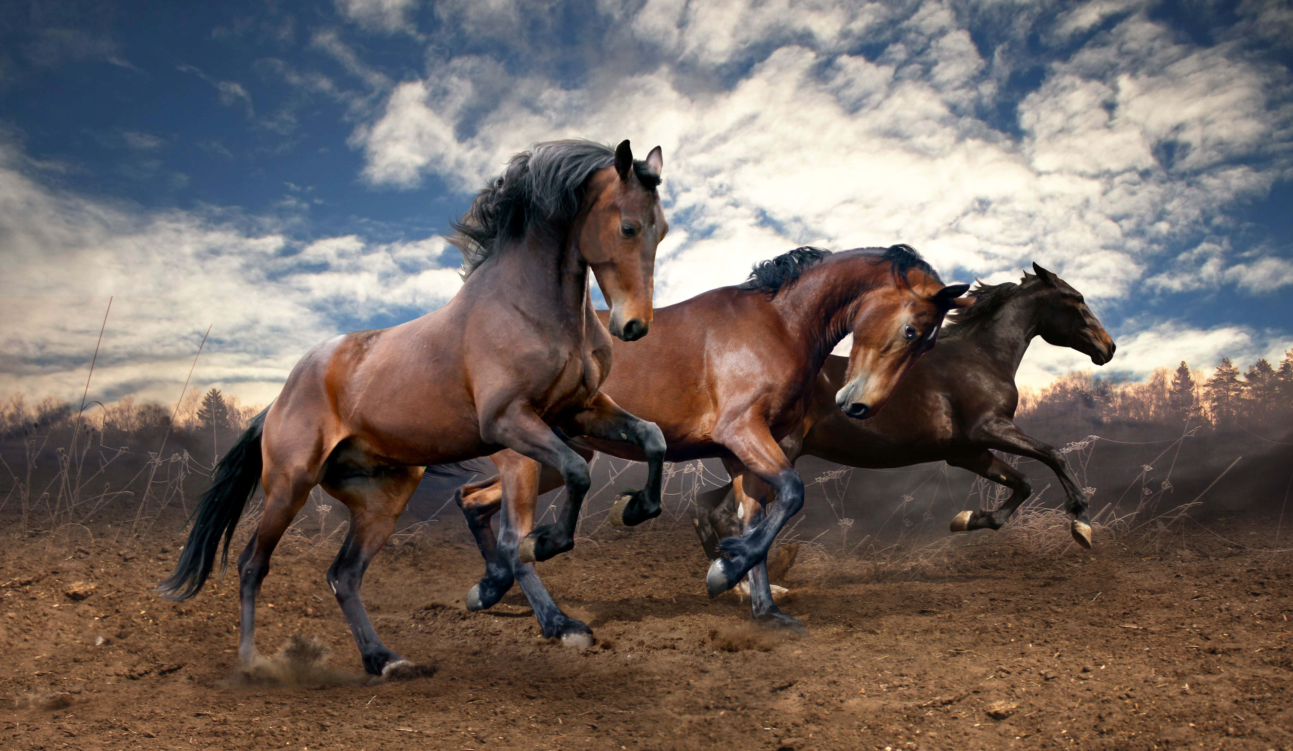 National Geographic Desktop, brown horses, dusty field, 4K Desktop Wallpaper