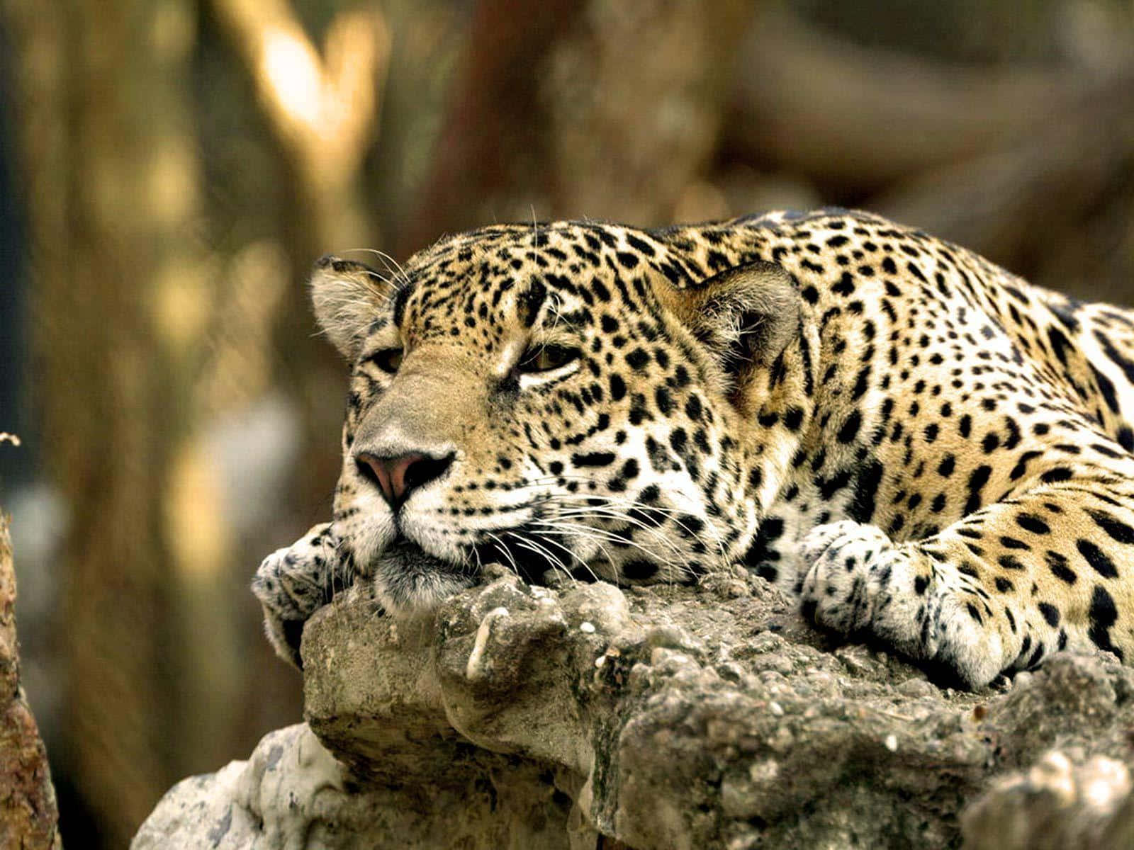National Geographic Desktop, jaguar, sunlit rock, HD Desktop Wallpaper