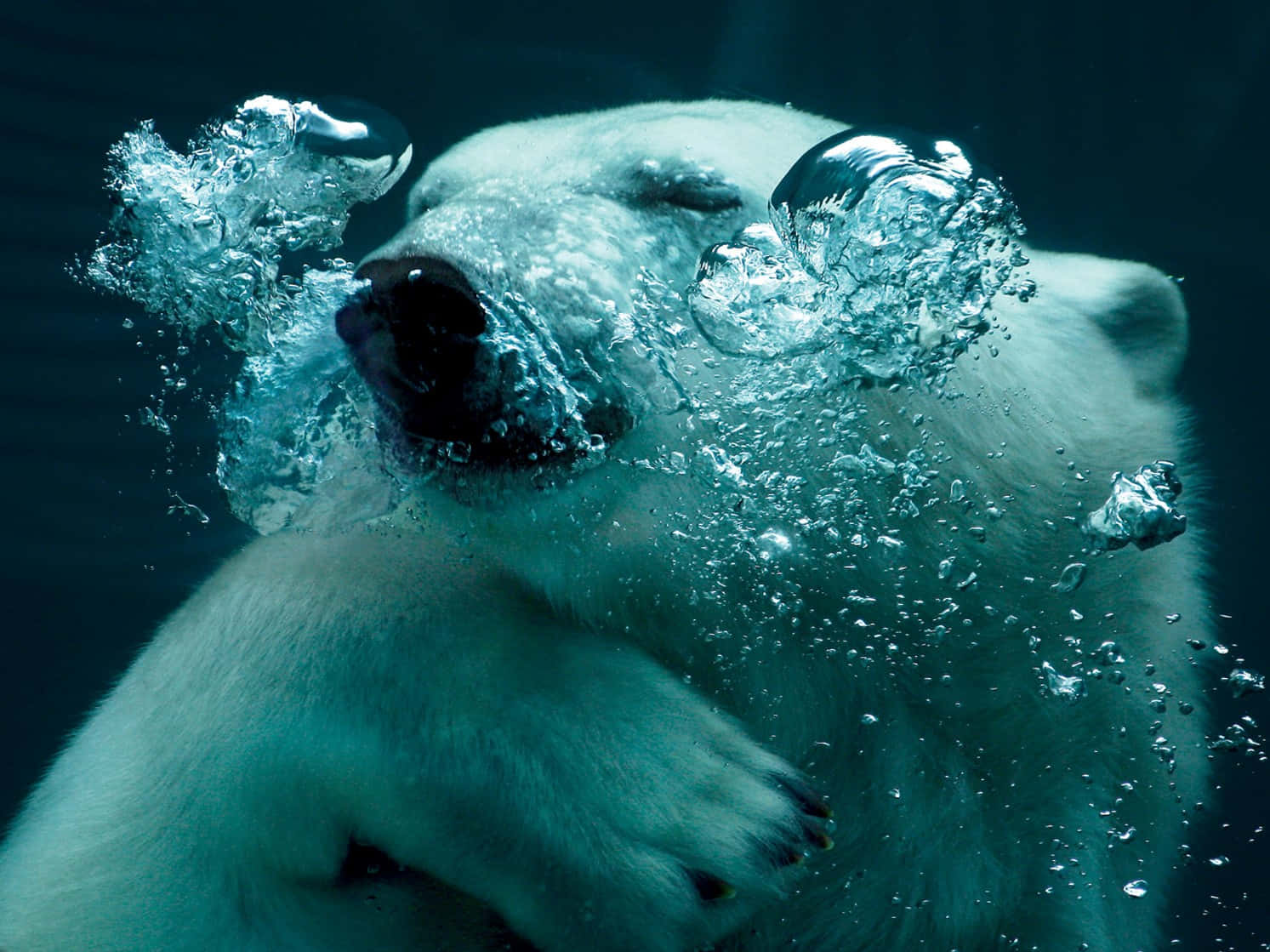 National Geographic Desktop, polar bear, icy blue water, HD Desktop Wallpaper