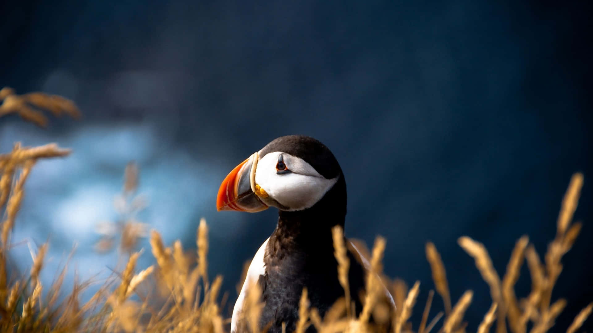 puffin, bright orange beak, golden grasses, Full HD Desktop Wallpaper