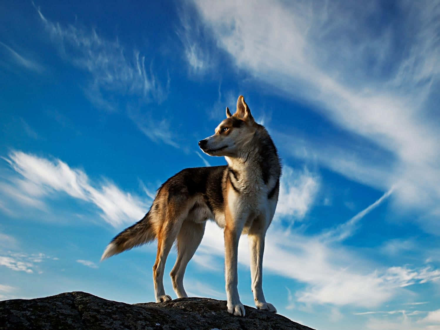 National Geographic Desktop, lone wolf, rocky peak, HD Desktop Wallpaper