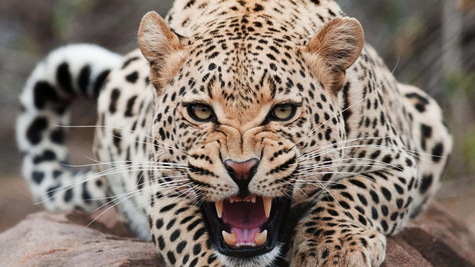 National Geographic Desktop, leopard, roar, Full HD Desktop Wallpaper
