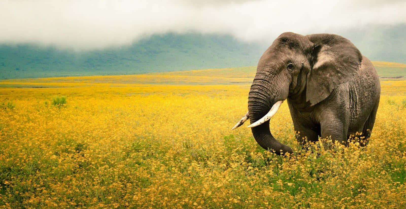 Elephant, ivory tusks, golden wildflowers, HD Desktop Wallpaper