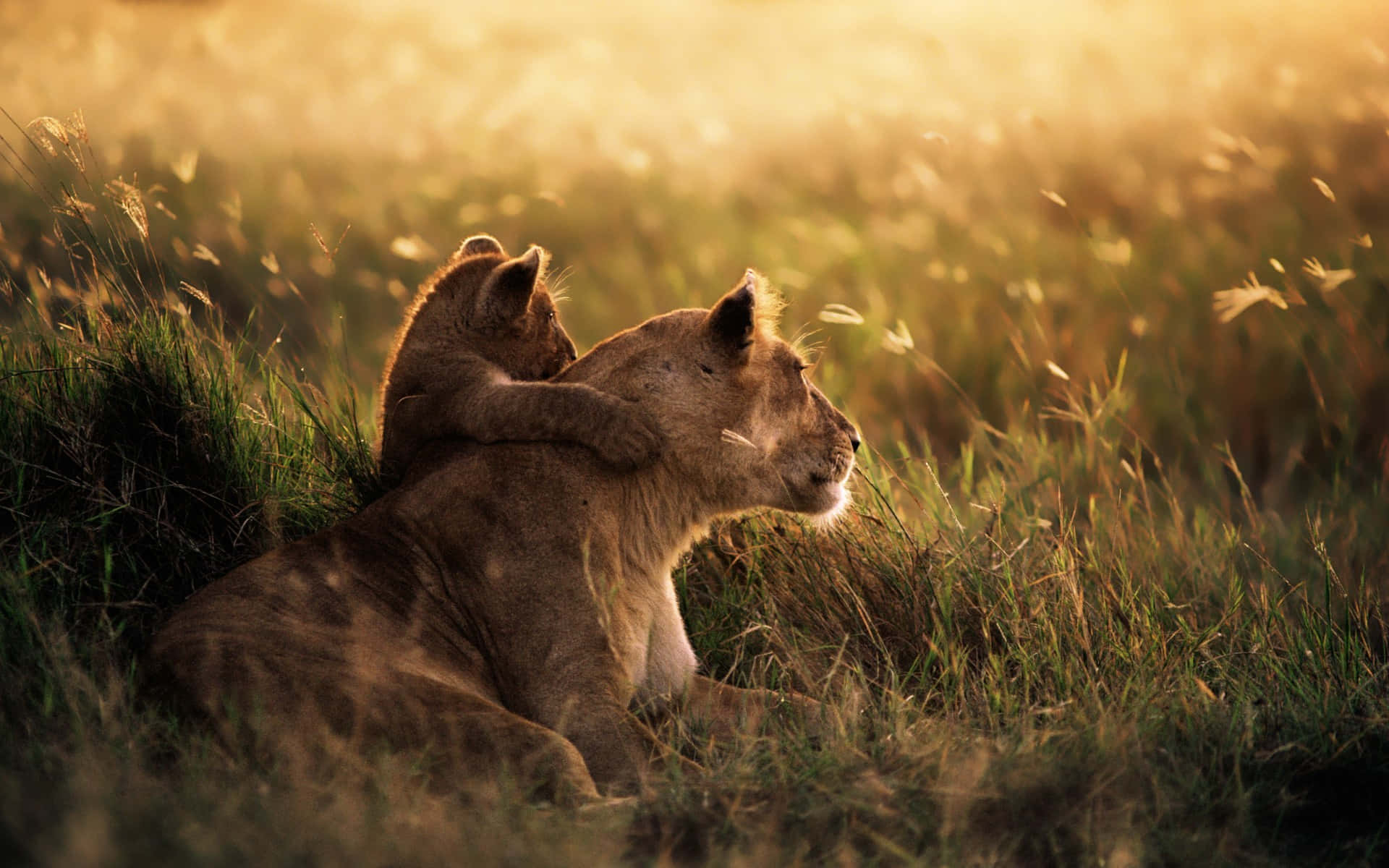 National Geographic Desktop, lion cub, mother lion, Full HD Desktop Wallpaper