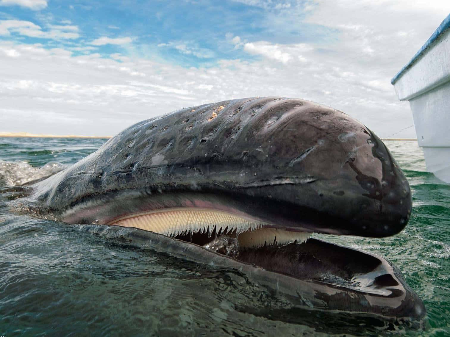 Whale, Ocean surface, Baleen plates, HD Desktop Wallpaper