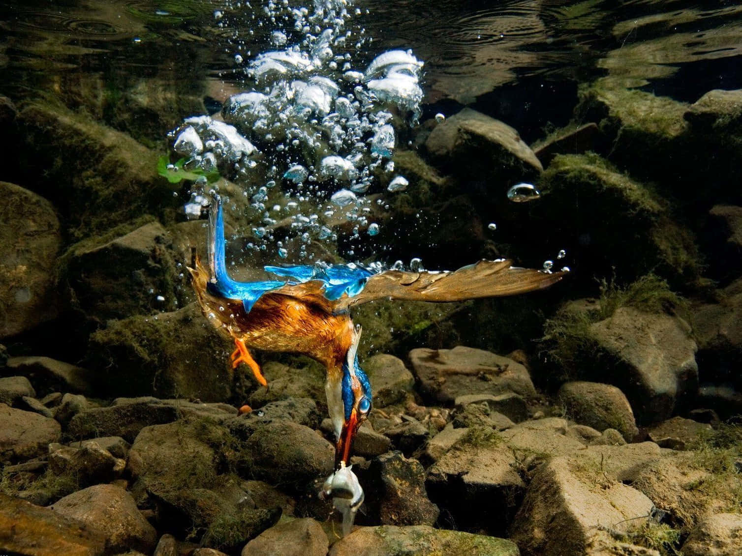 National Geographic Desktop, kingfisher, clear stream, HD Desktop Wallpaper
