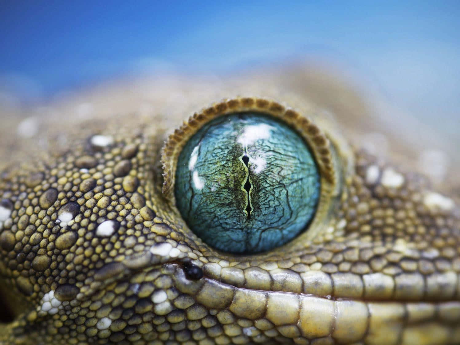 National Geographic Desktop, gecko, blue-green eye, HD Desktop Wallpaper