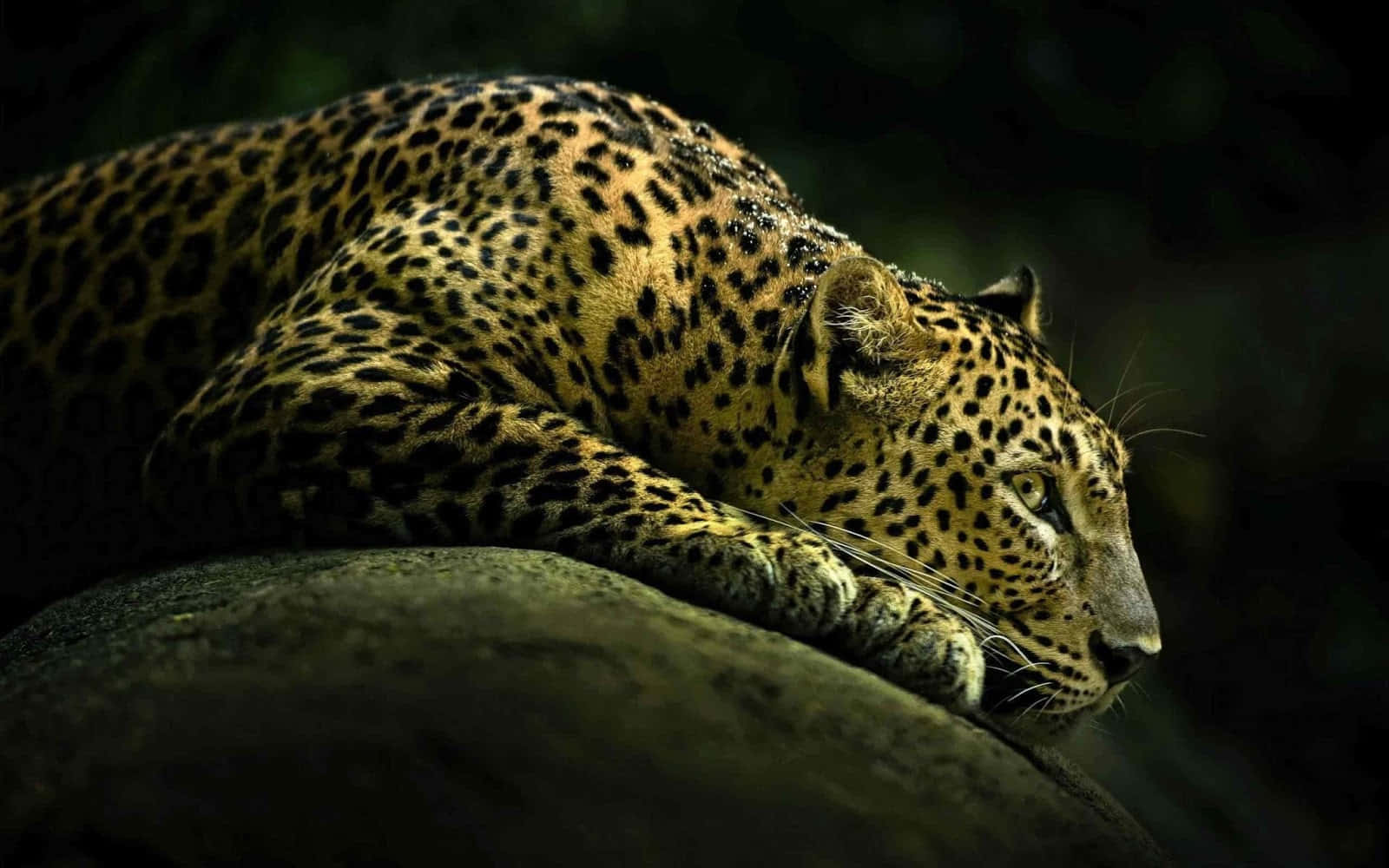 leopard, golden fur, black rosettes, HD Desktop Wallpaper