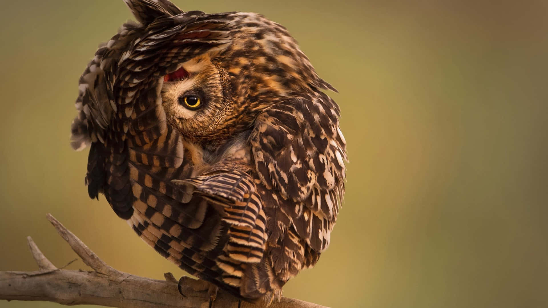 long-eared owl, branch, feathers fluffed, Full HD Desktop Wallpaper
