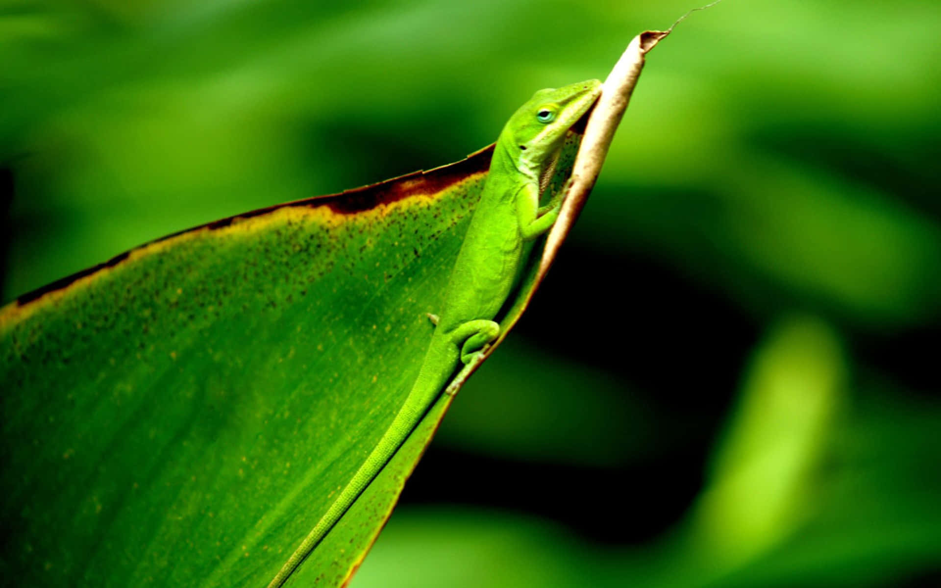 National Geographic Desktop, anole lizard, tropical leaf, Full HD Desktop Wallpaper