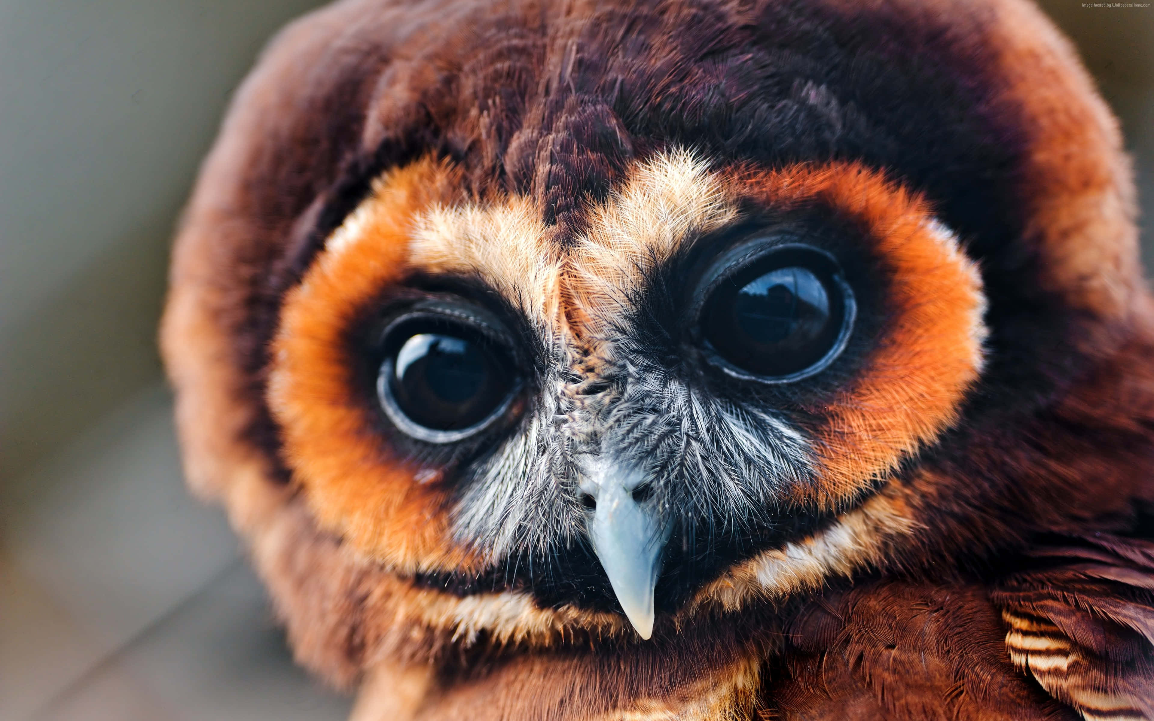 National Geographic Desktop, brown owl, large dark eyes, 4K Desktop Wallpaper