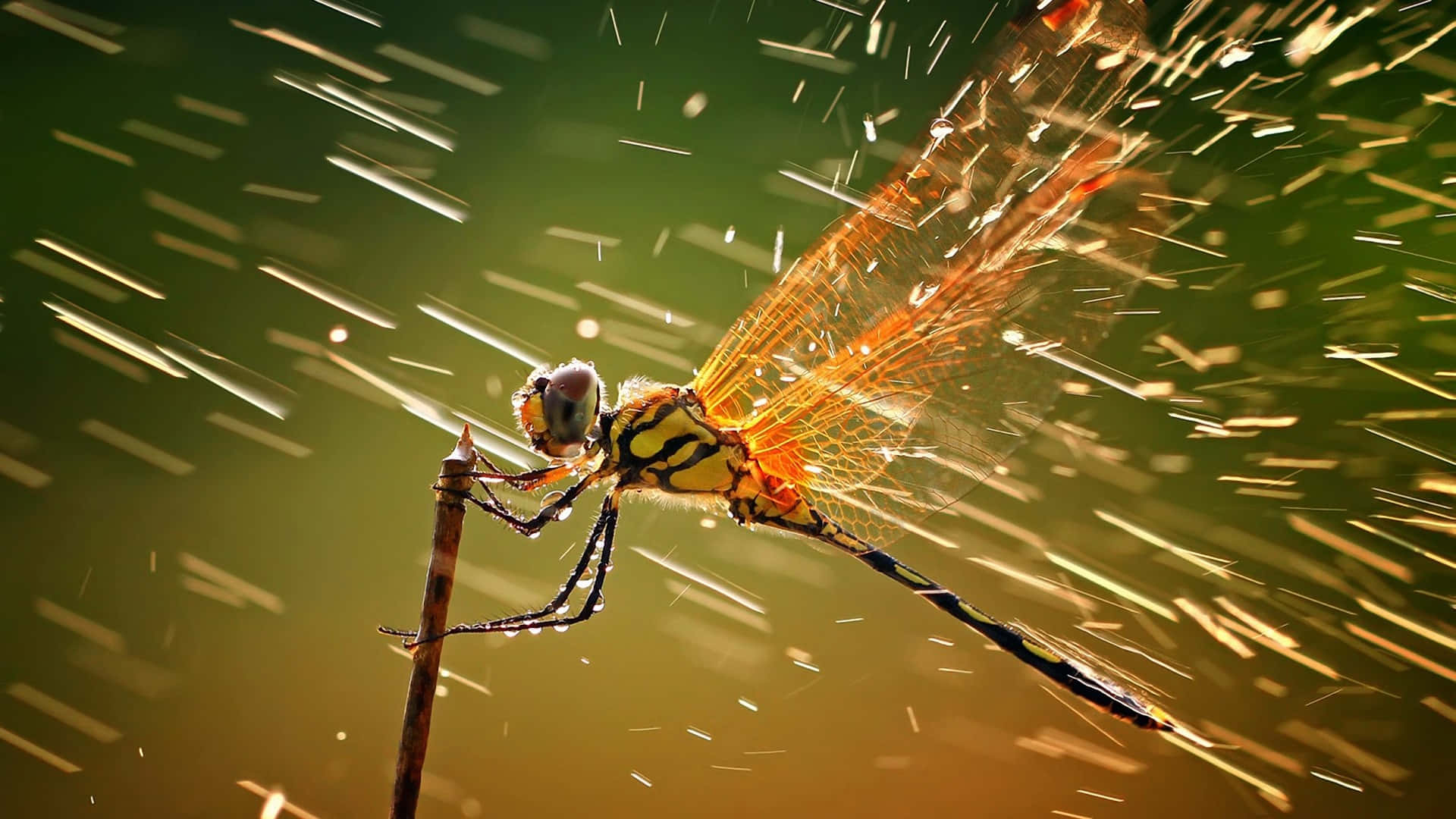 dragonfly, translucent orange wings, twig, Full HD Desktop Wallpaper