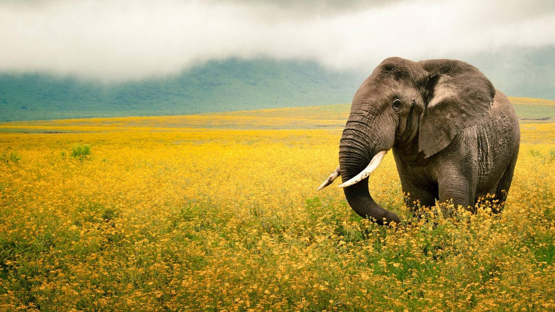 National Geographic, elephants, yellow flower field, Full HD Desktop Wallpaper