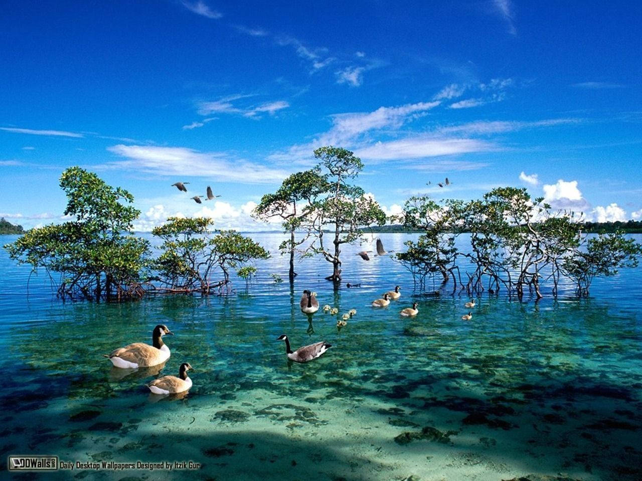 National Geographic, mangrove, ducks, HD Desktop Wallpaper