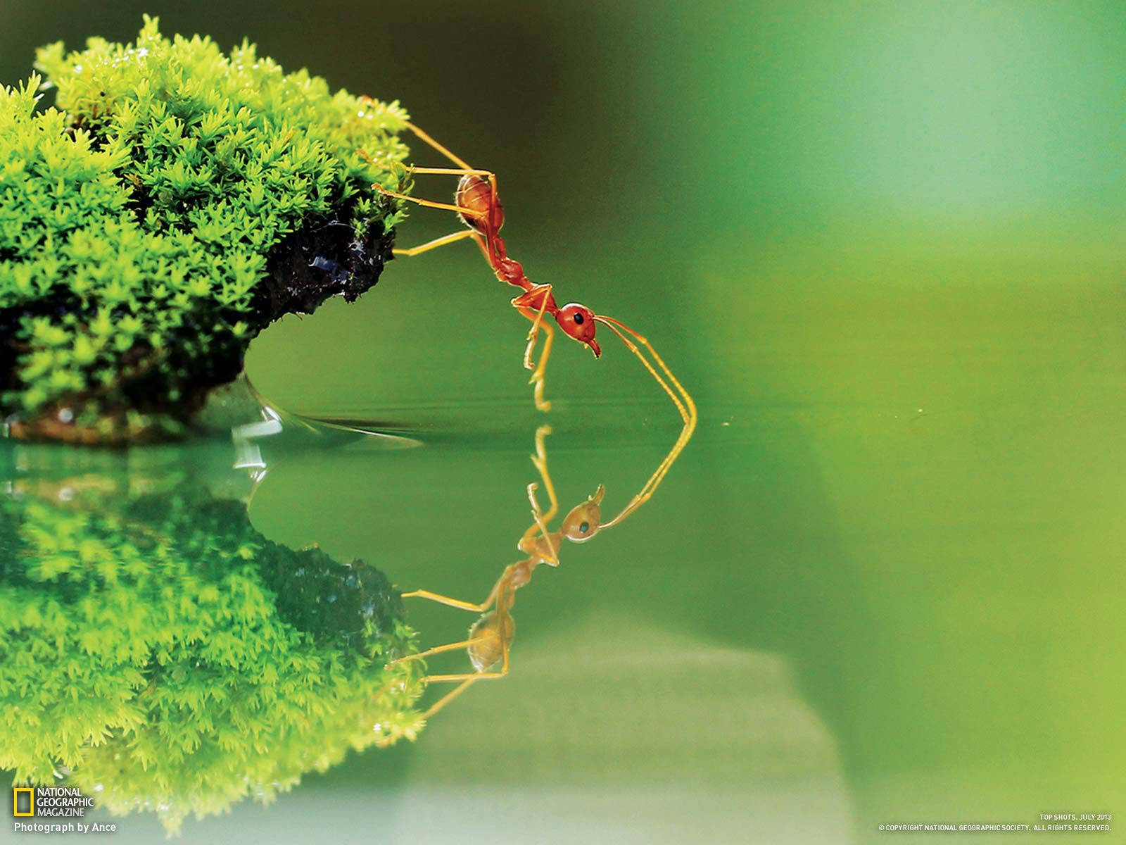 National Geographic, ant, mossy rock, HD Desktop Wallpaper