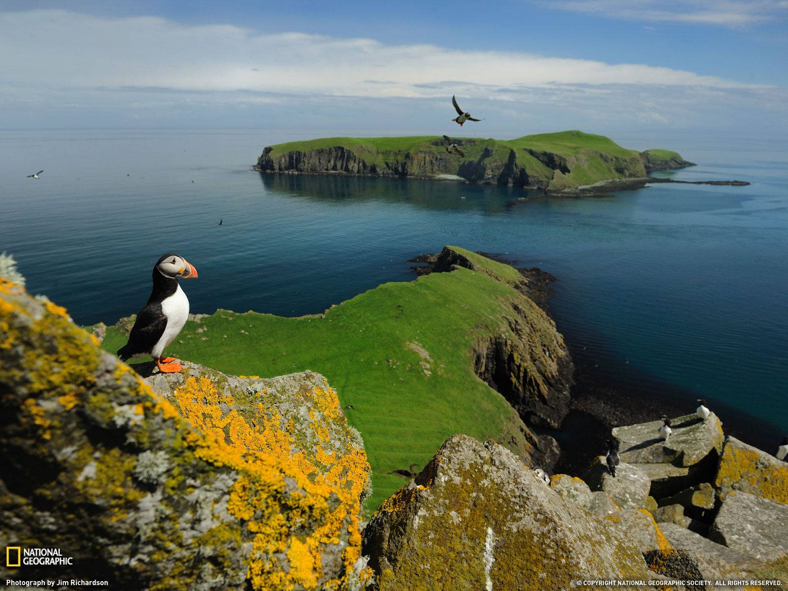 National Geographic, puffin, lichen-covered cliff, HD Desktop Wallpaper