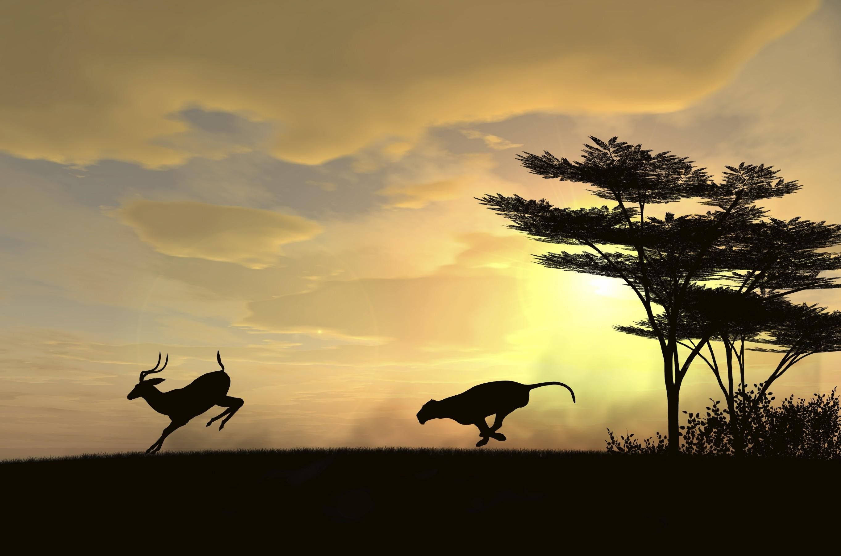 National Geographic, predator silhouette, leaping antelope, 2K Desktop Wallpaper