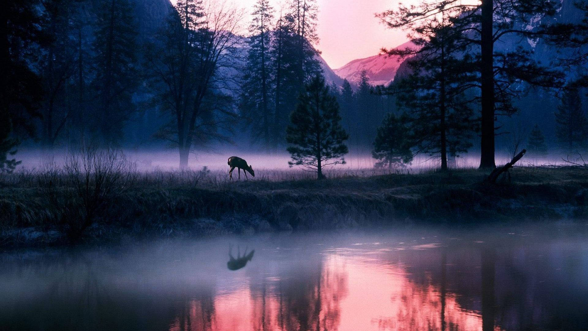 National Geographic, pink sunset, forest, Full HD Desktop Wallpaper