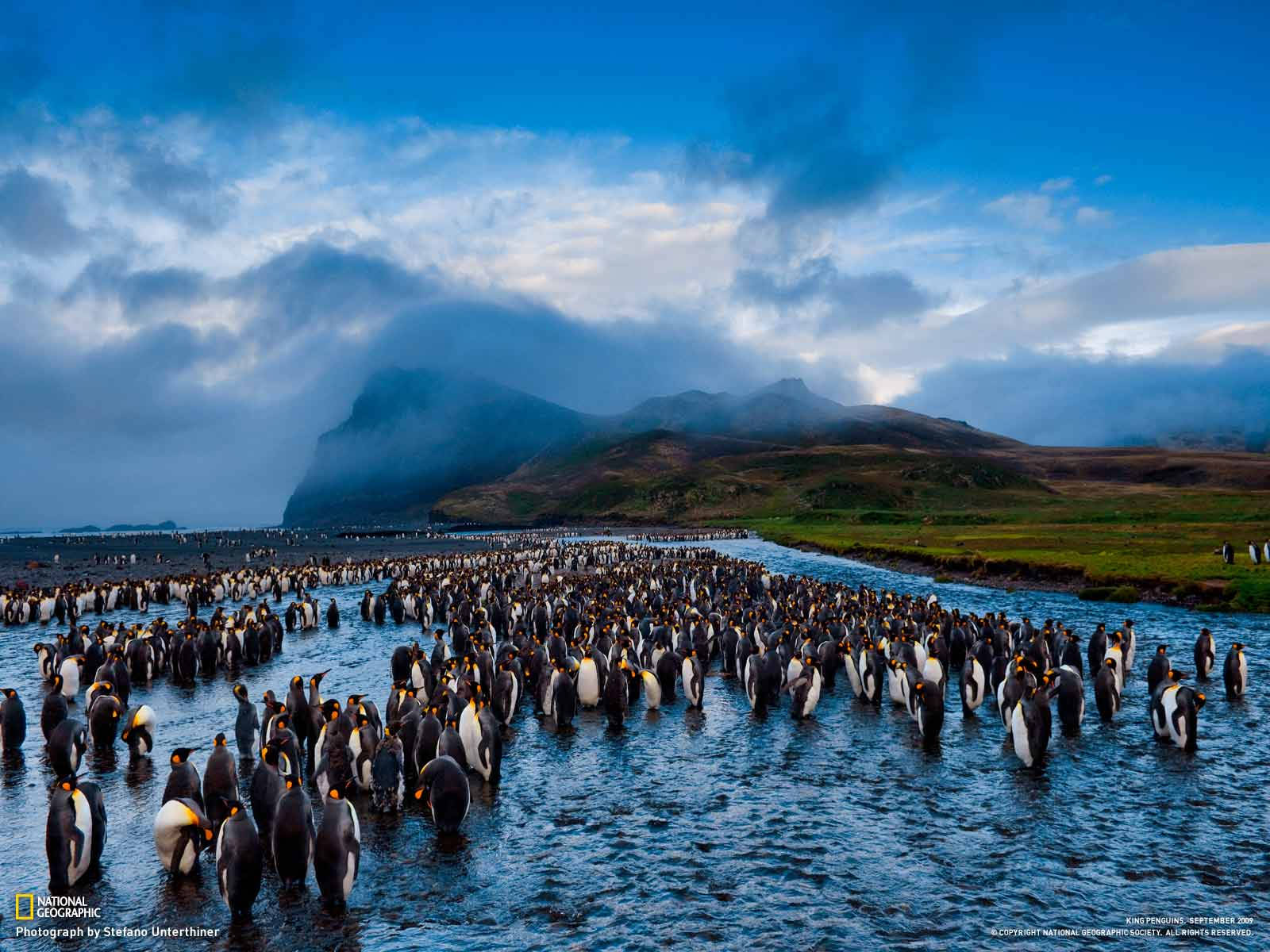 National Geographic, king penguins, cloudy sky, HD Desktop Wallpaper
